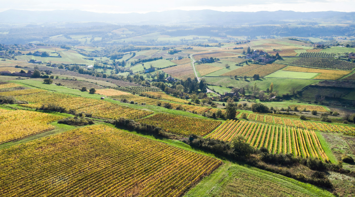 Domaine des Terres Dorées