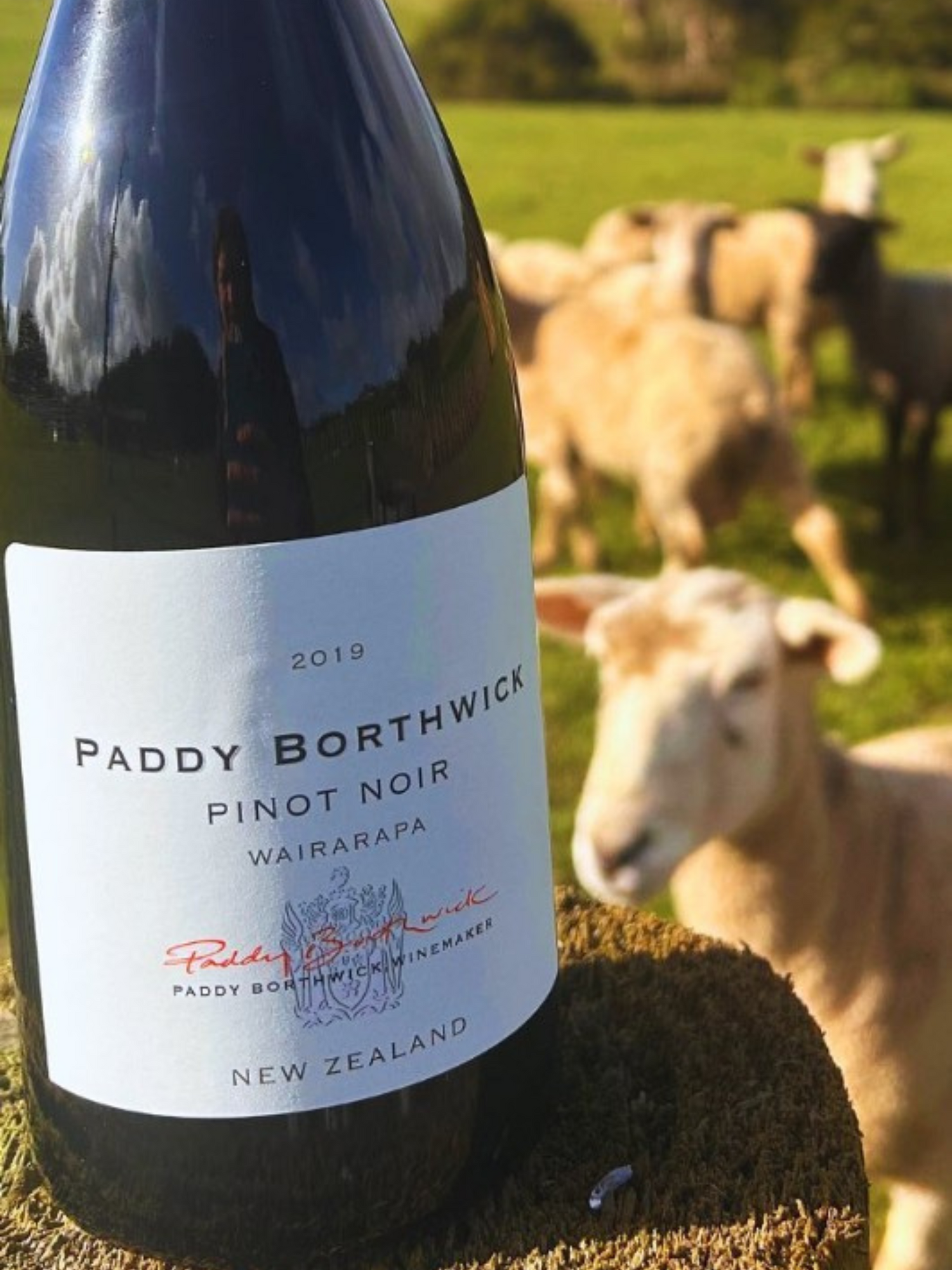 Paddy Borthwick