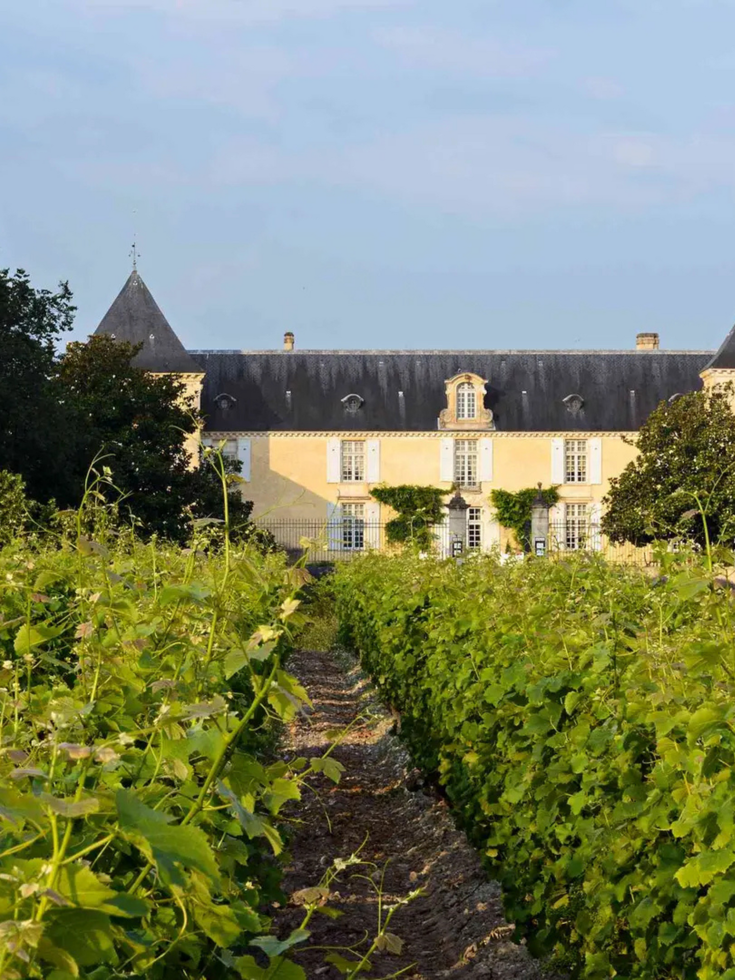 Chateau Suduiraut