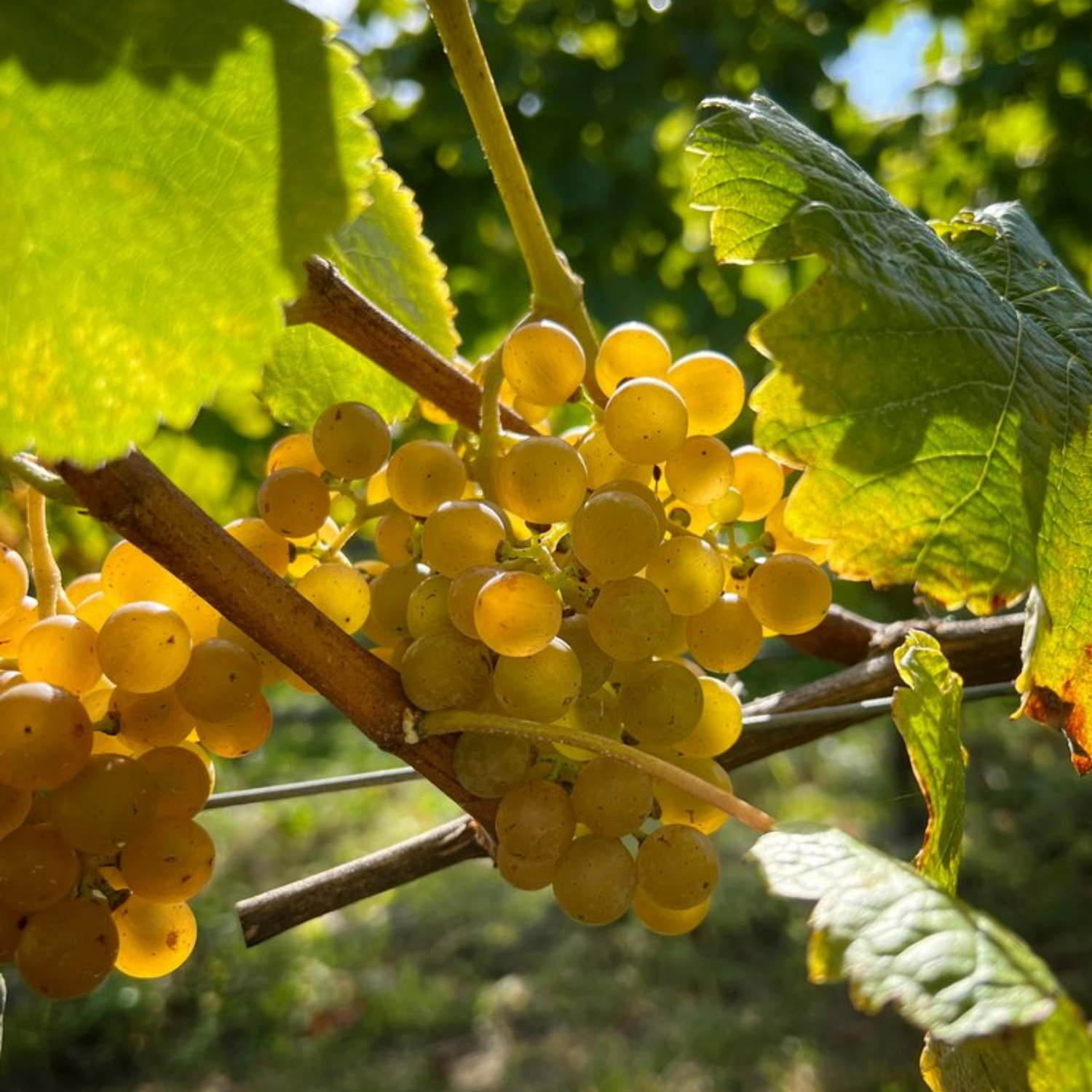 Normanby Fine Wines
