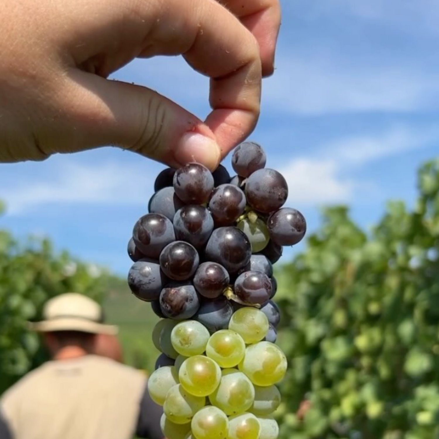 Normanby Fine Wines