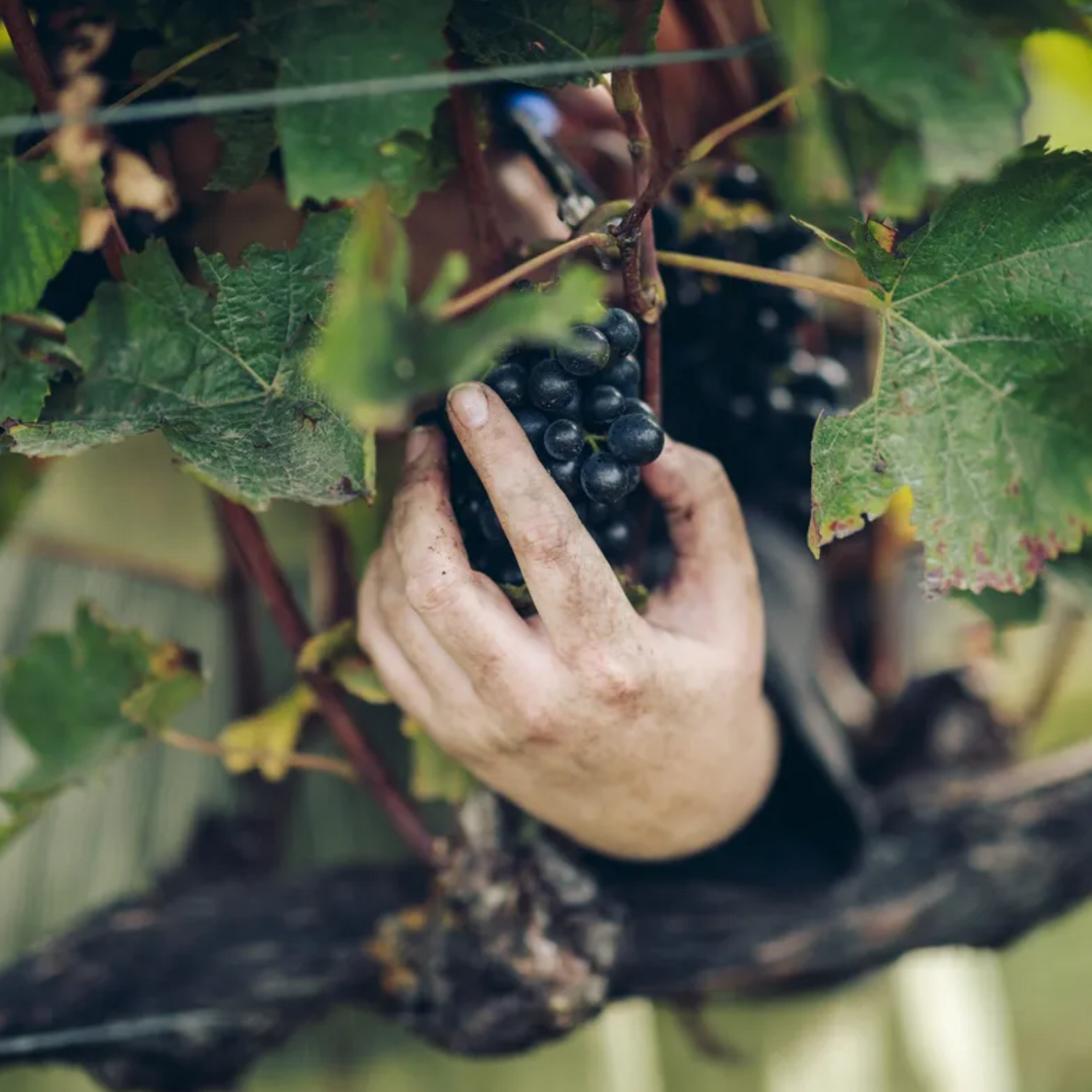 Normanby Fine Wines