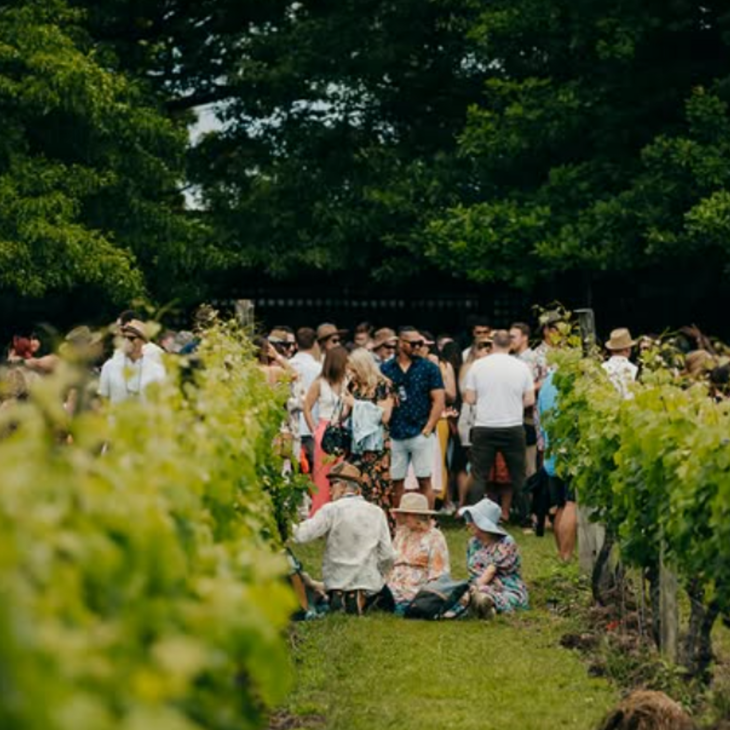 Normanby Fine Wines