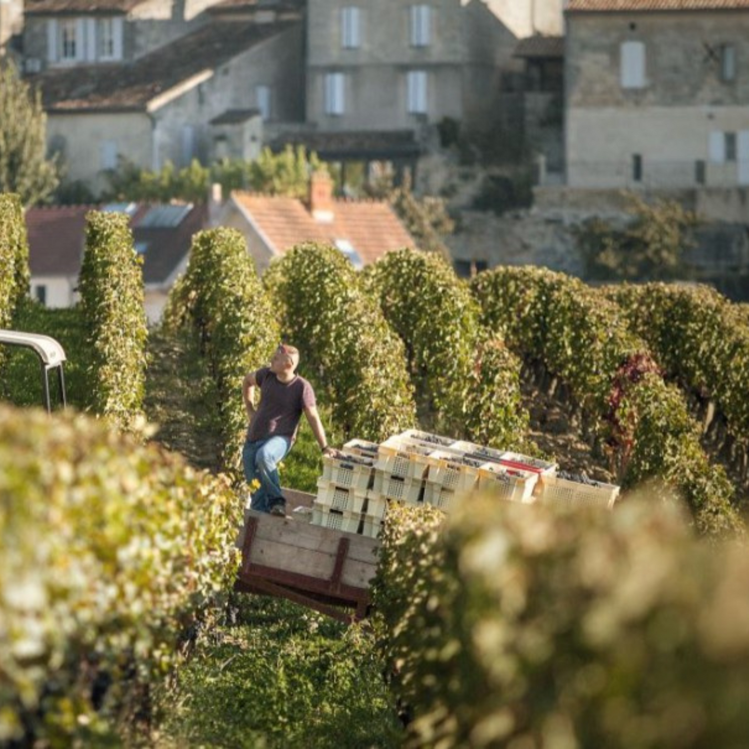 Normanby Fine Wines