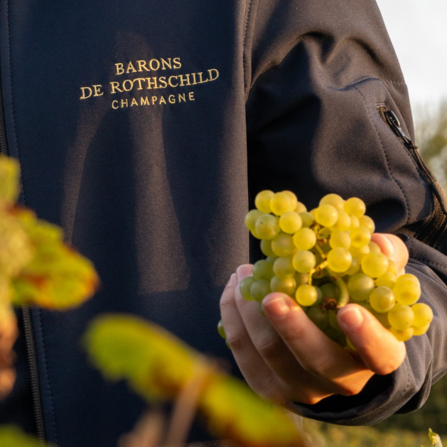 Normanby Fine Wines