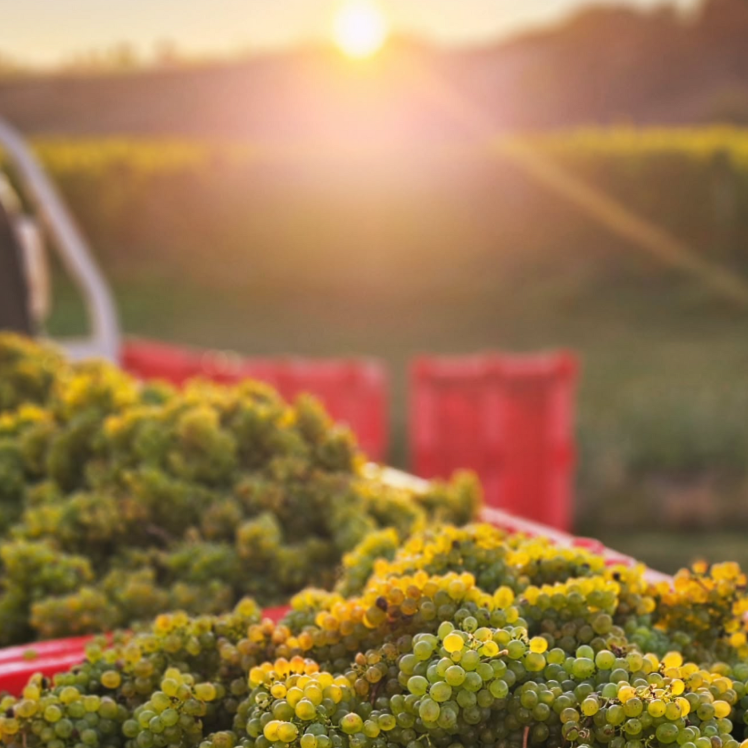 Normanby Fine Wines