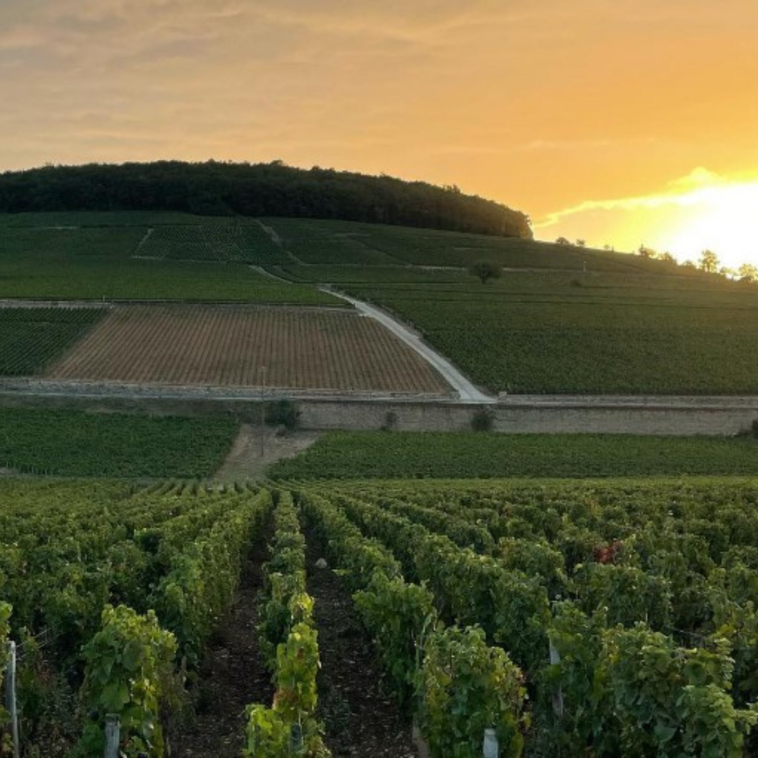 Normanby Fine Wines