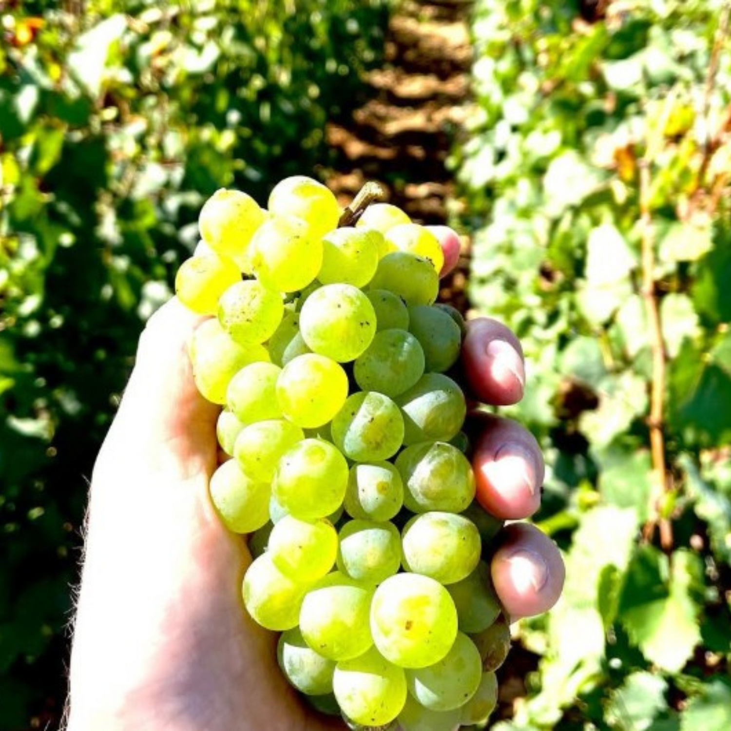 Normanby Fine Wines