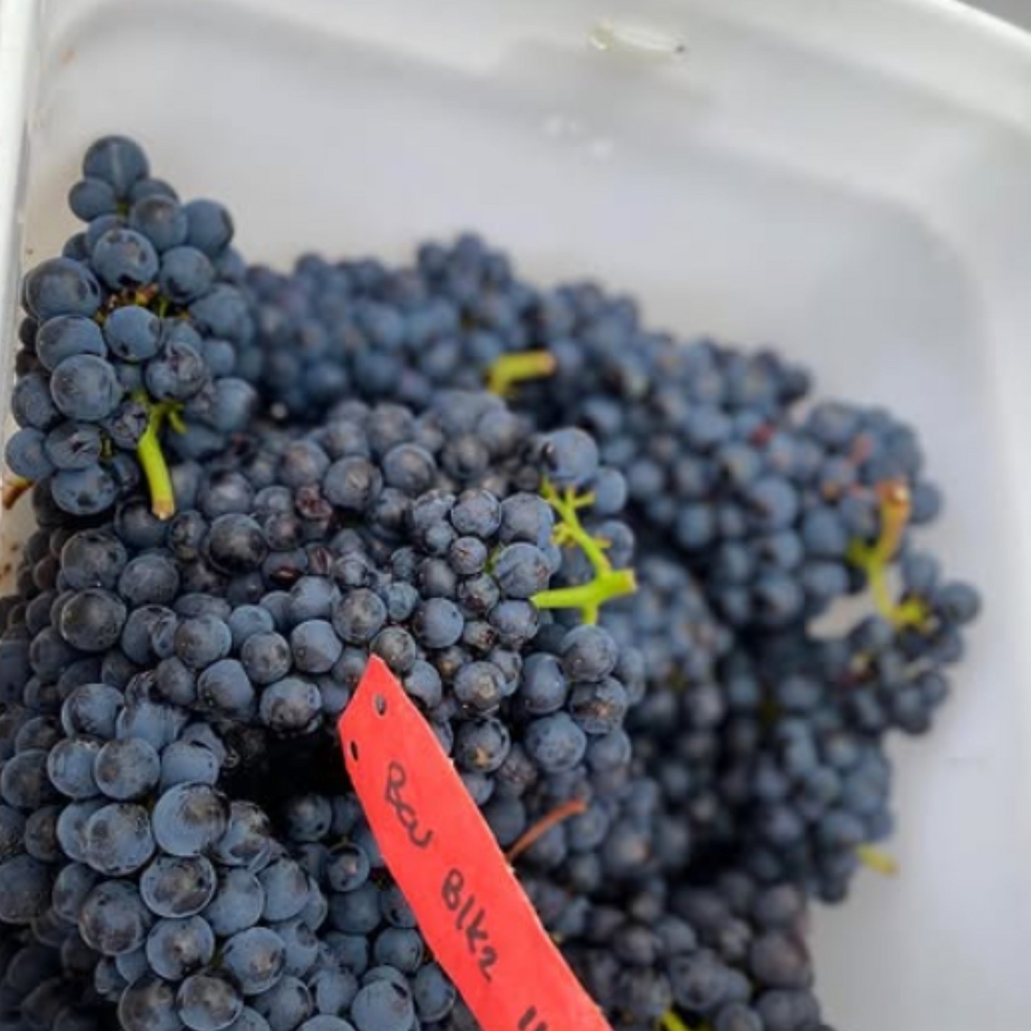 Normanby Fine Wines
