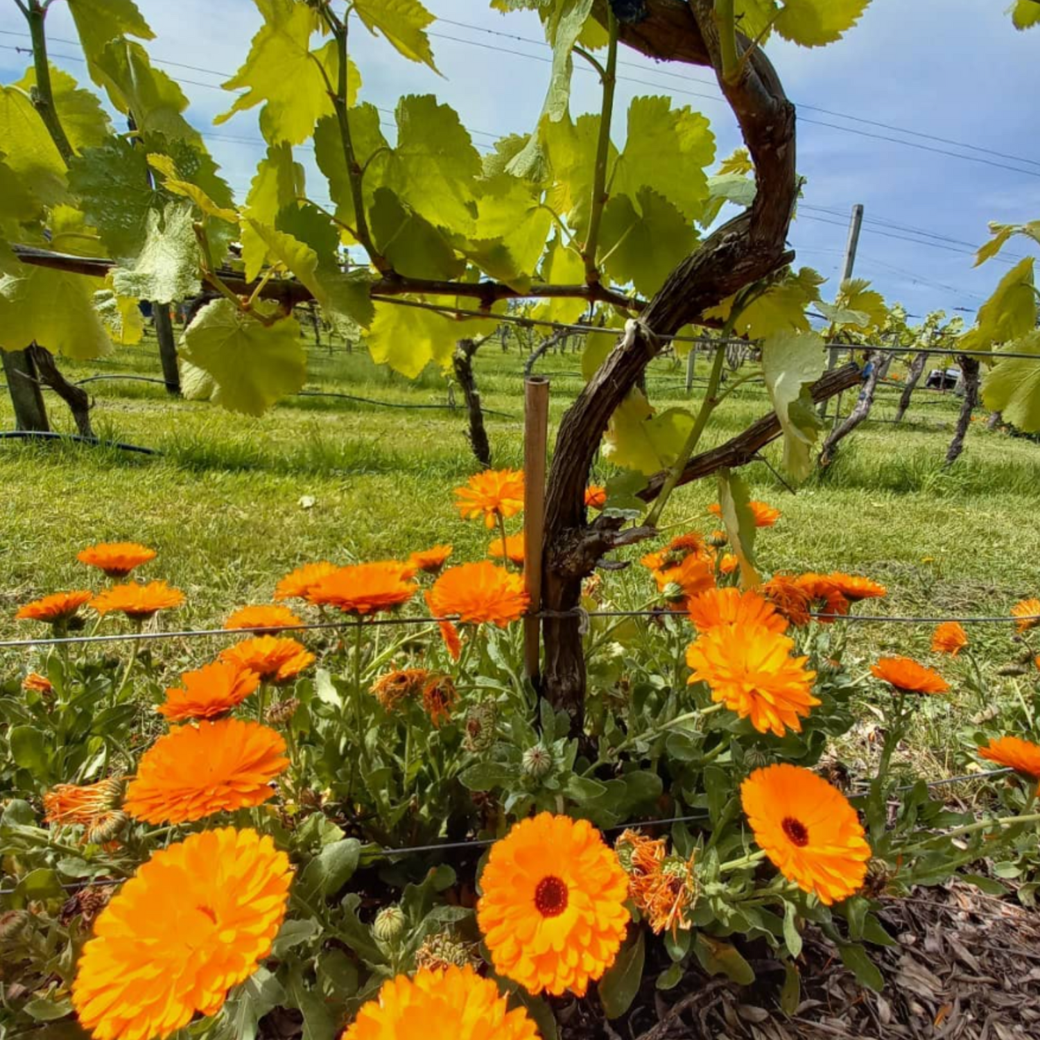 Normanby Fine Wines