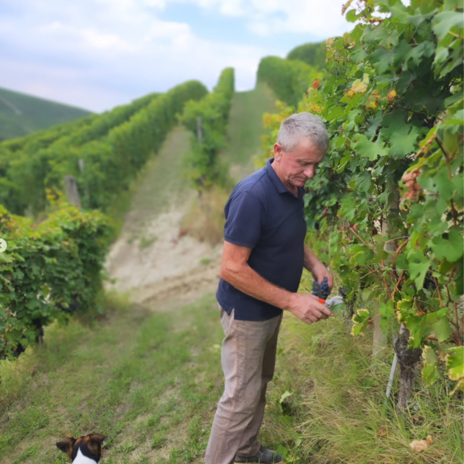 Normanby Fine Wines