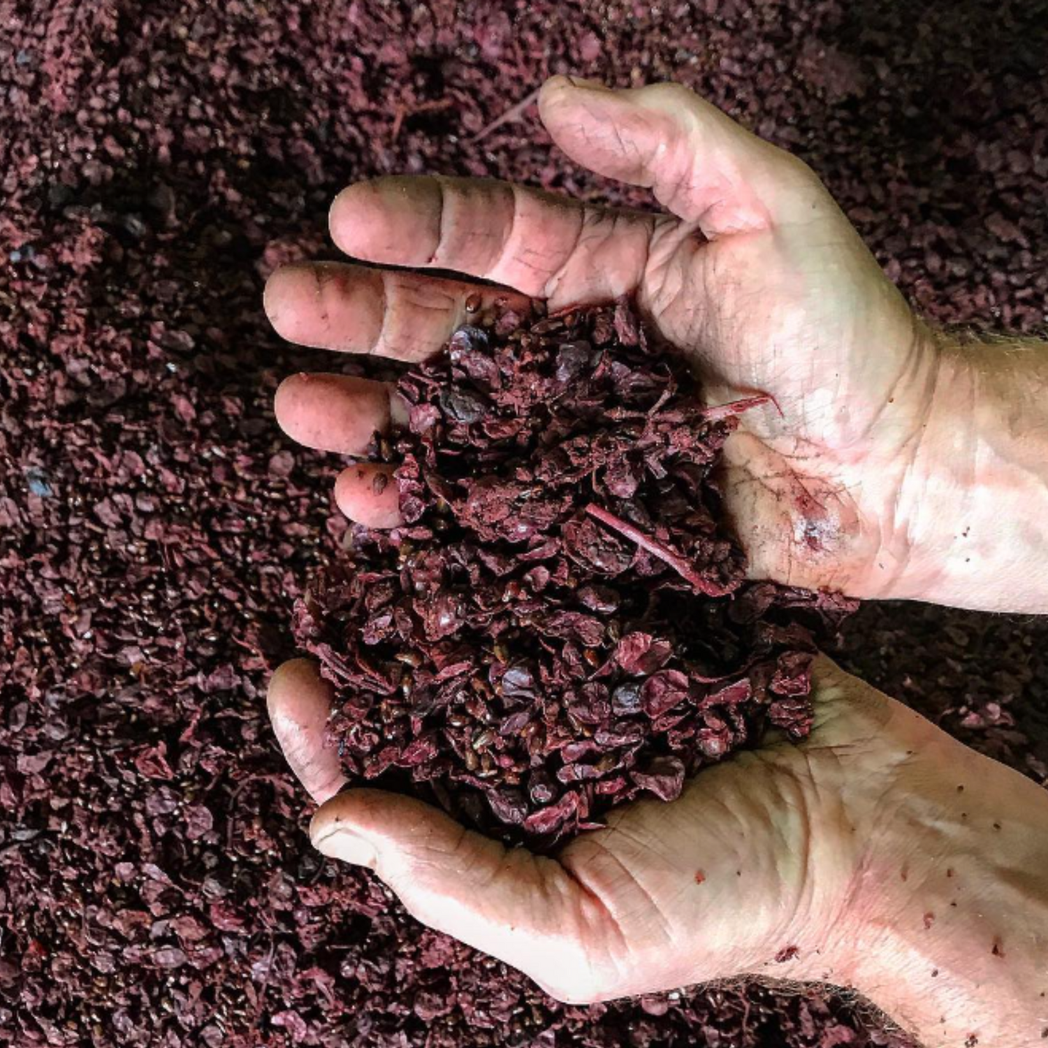 Normanby Fine Wines