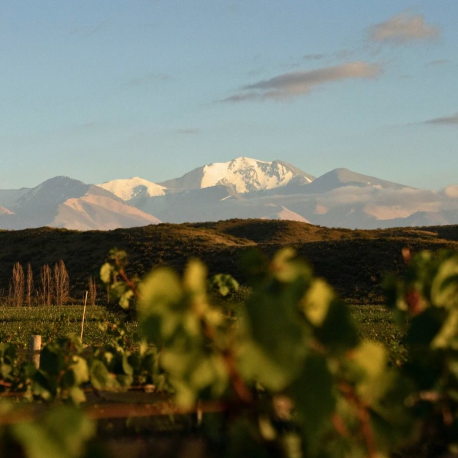 Normanby Fine Wines