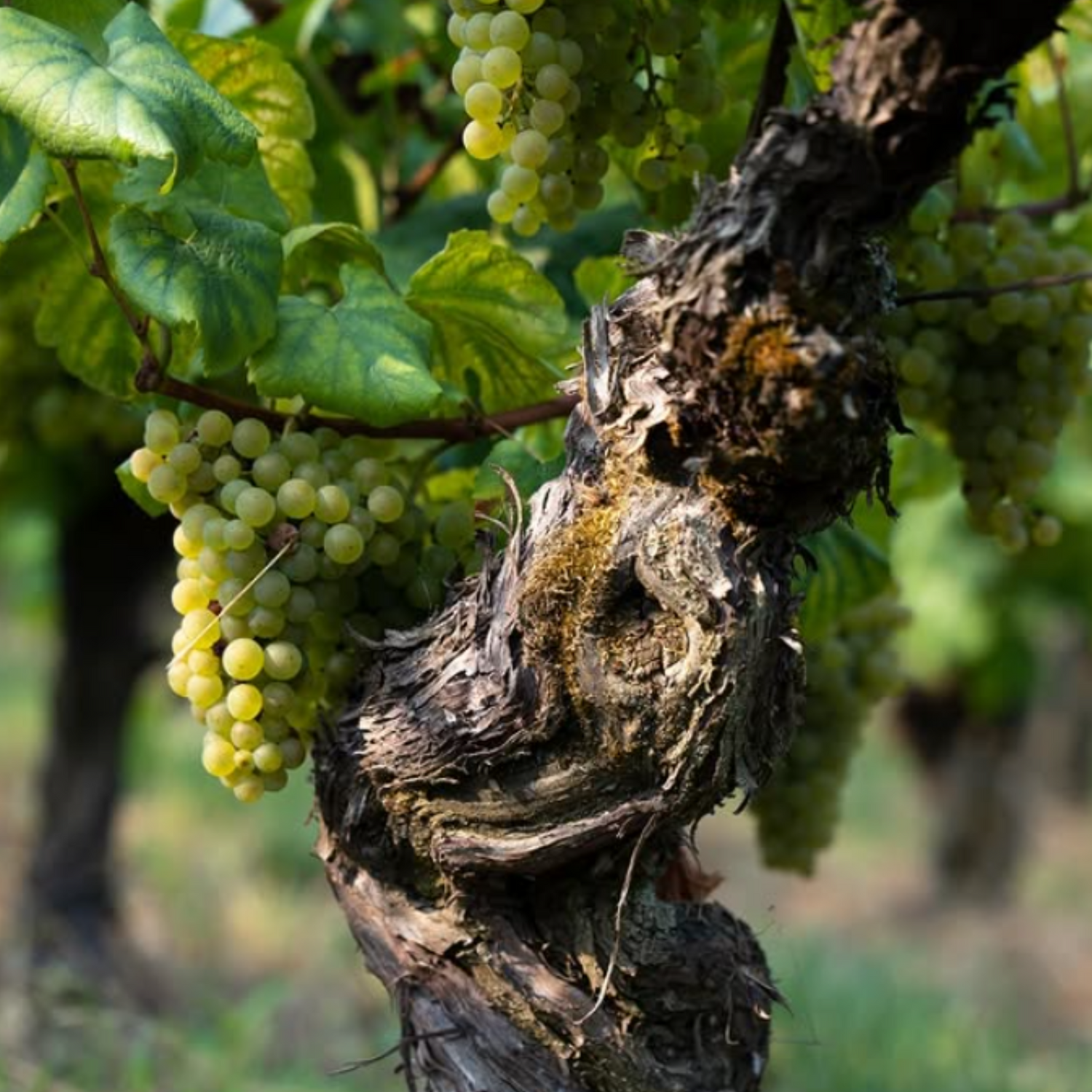 Normanby Fine Wines