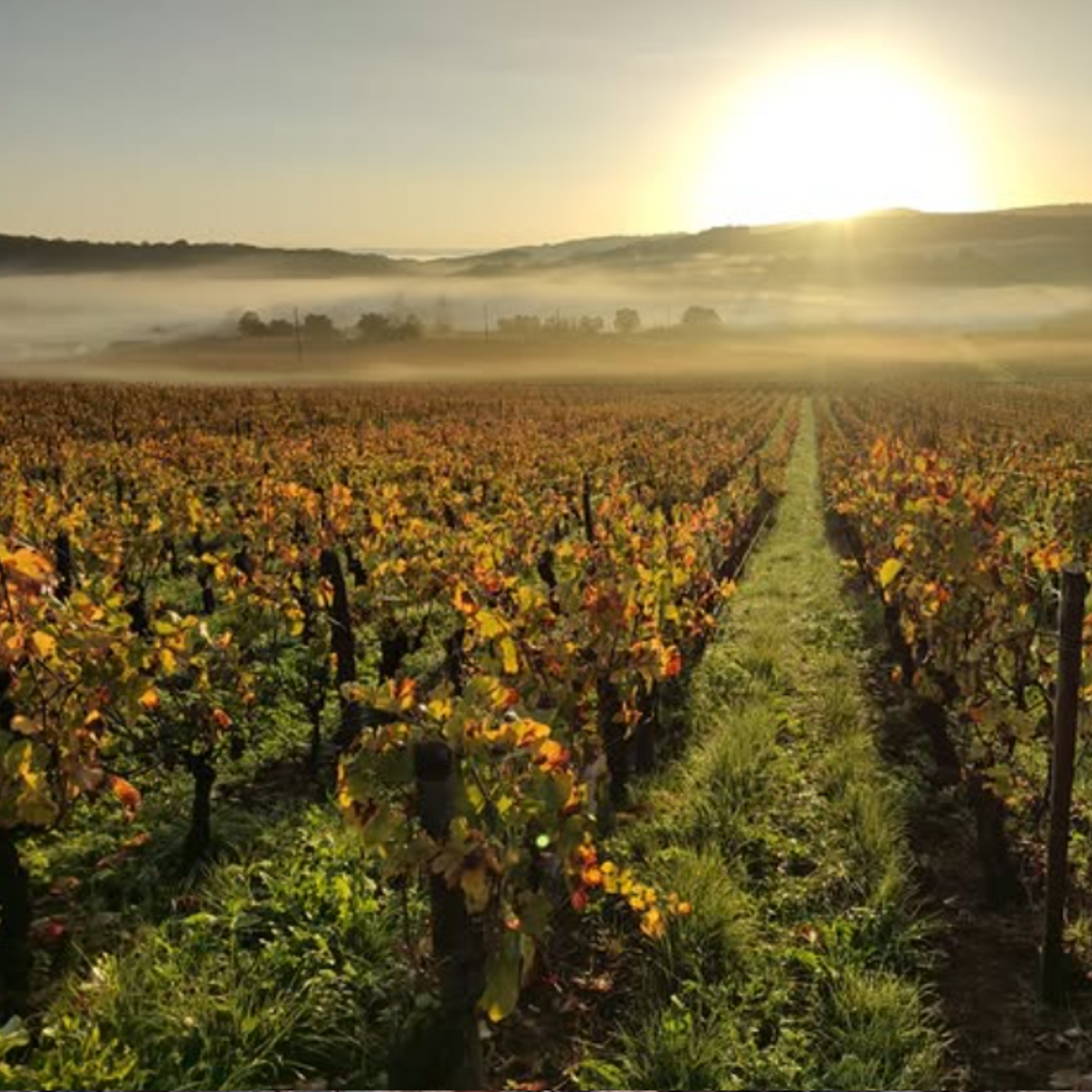 Normanby Fine Wines