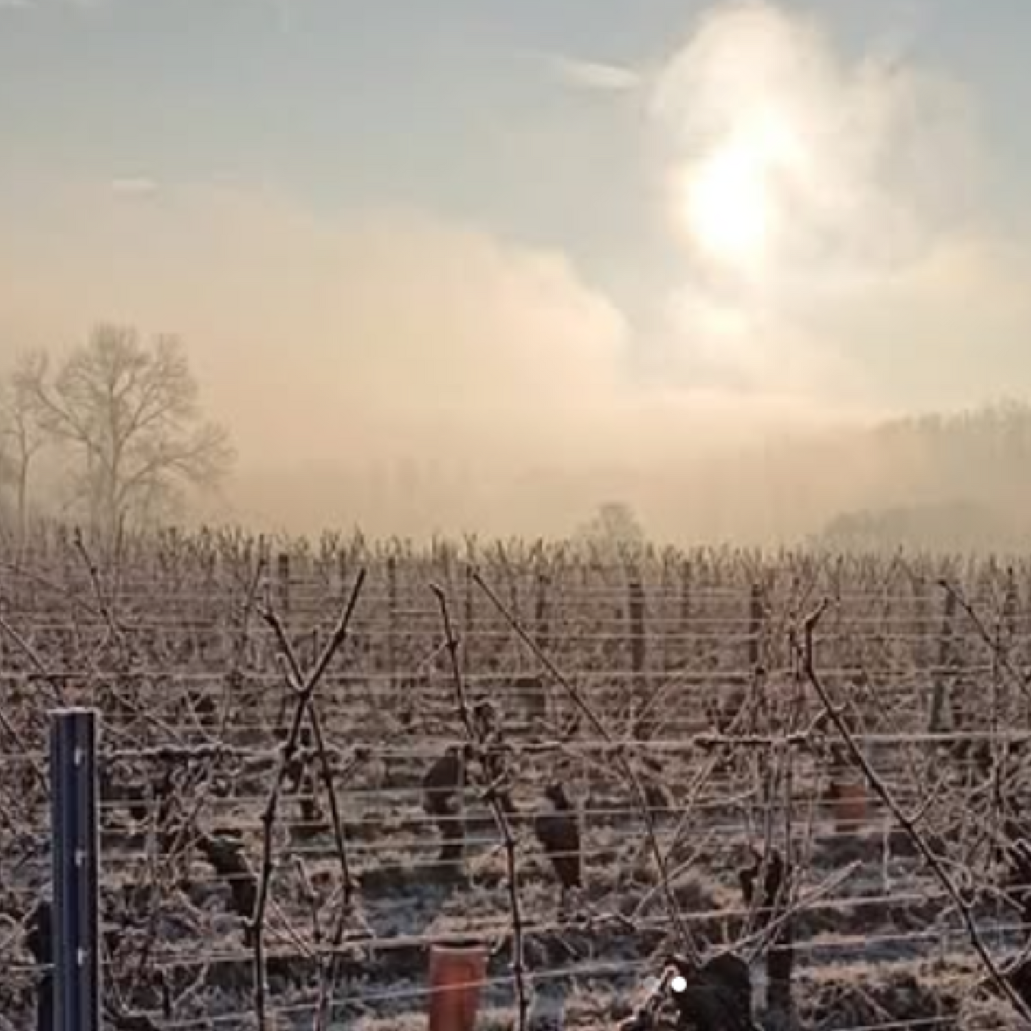Normanby Fine Wines