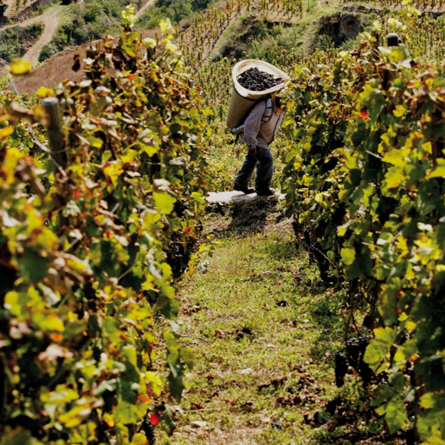 Normanby Fine Wines