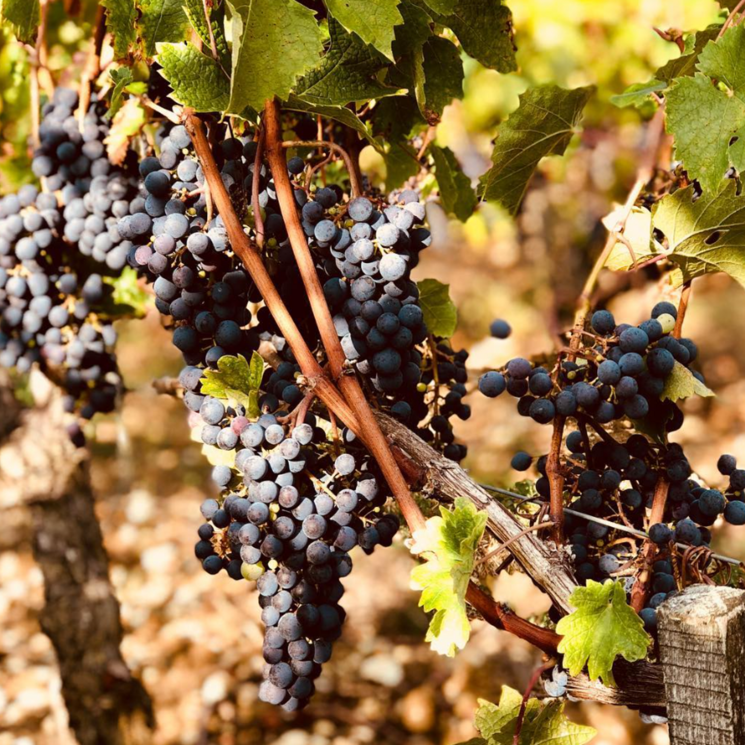 Normanby Fine Wines