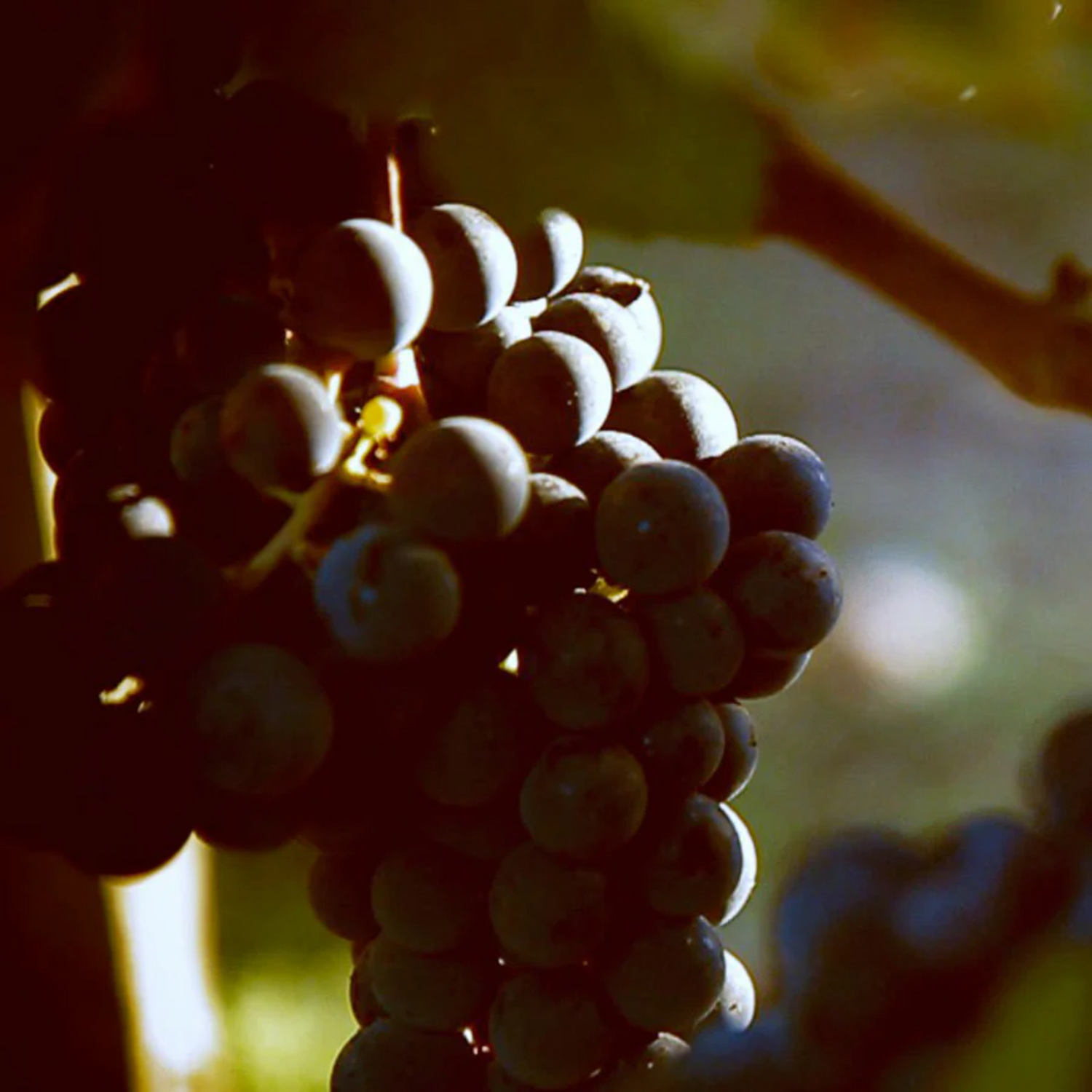 Normanby Fine Wines