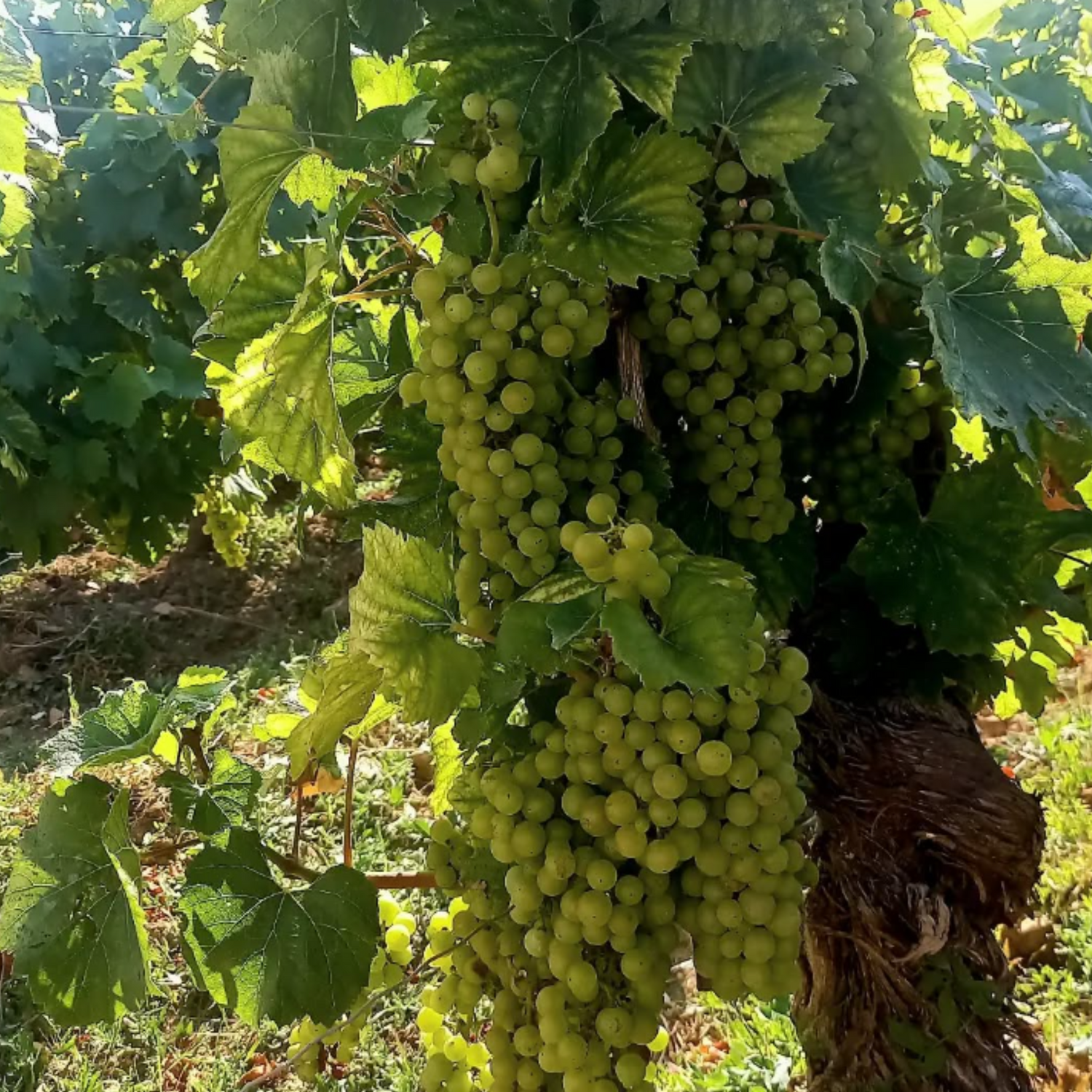 Normanby Fine Wines