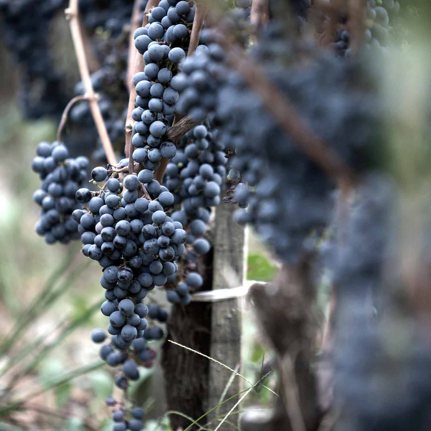 Normanby Fine Wines