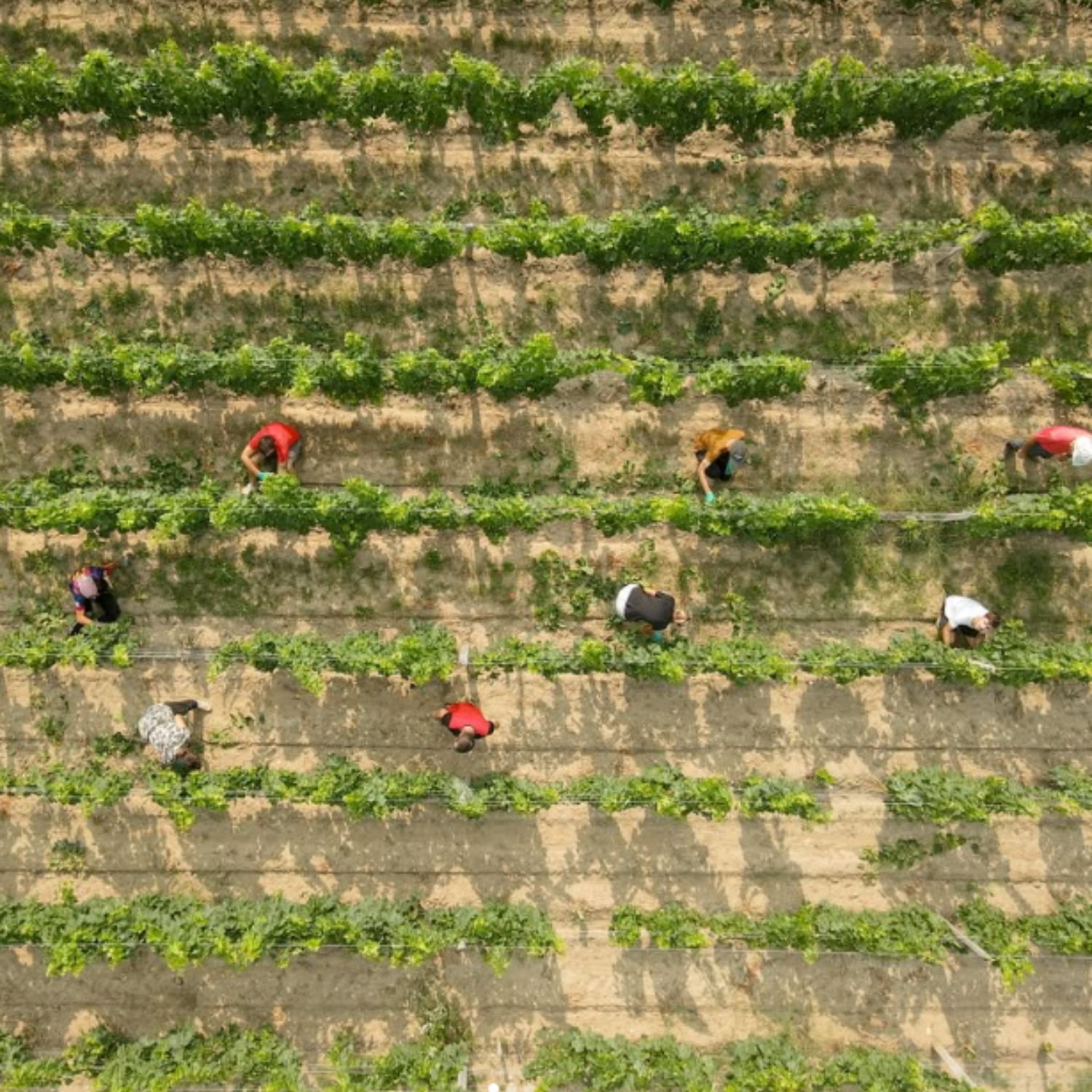 Normanby Fine Wines