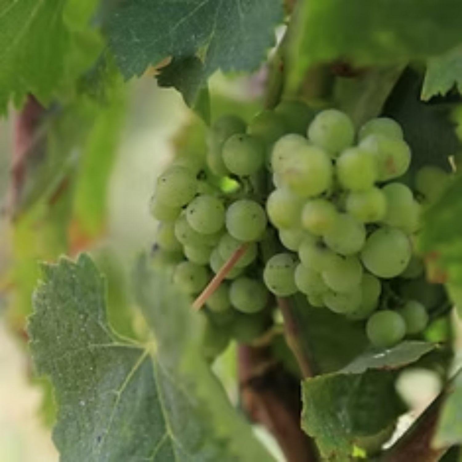 Normanby Fine Wines
