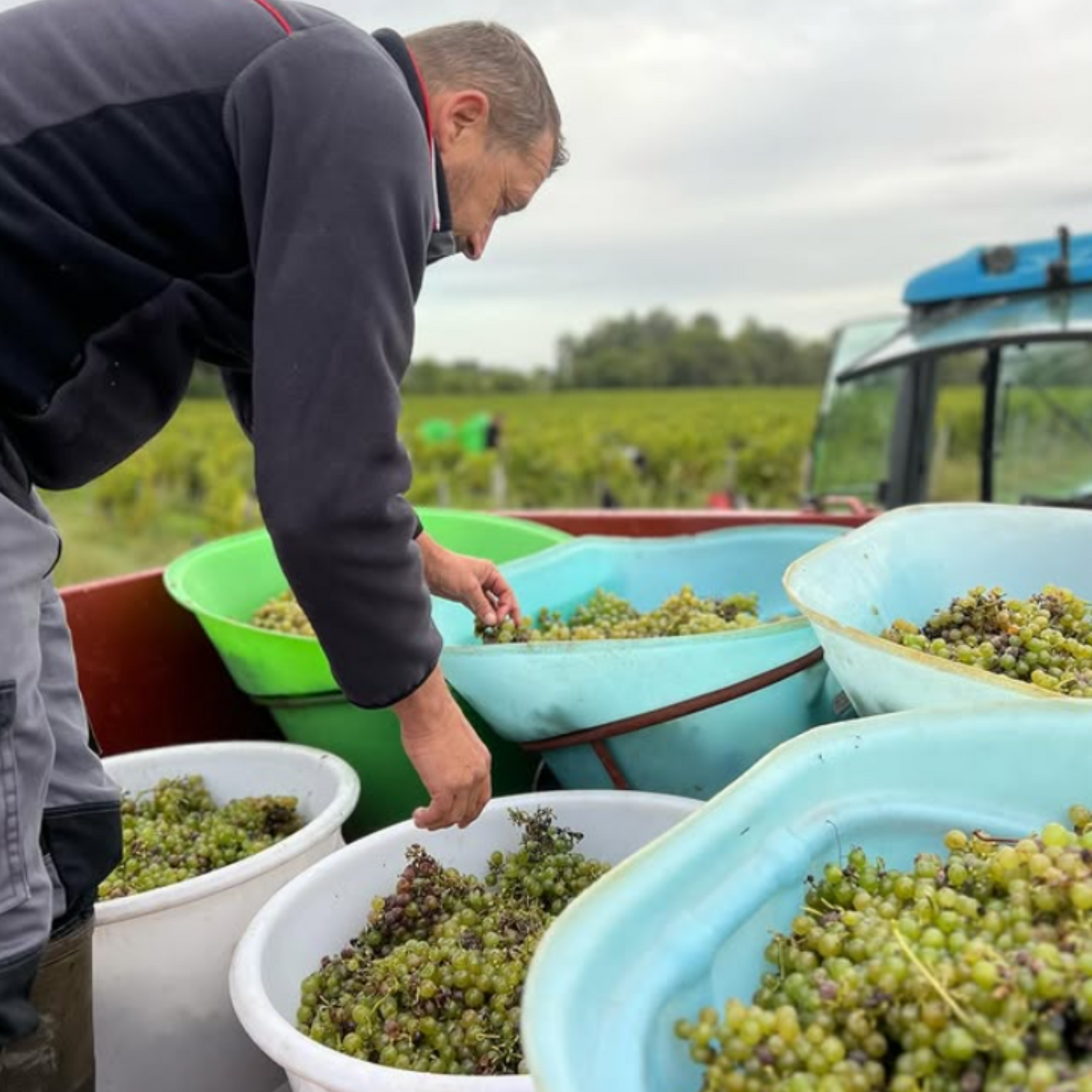 Normanby Fine Wines