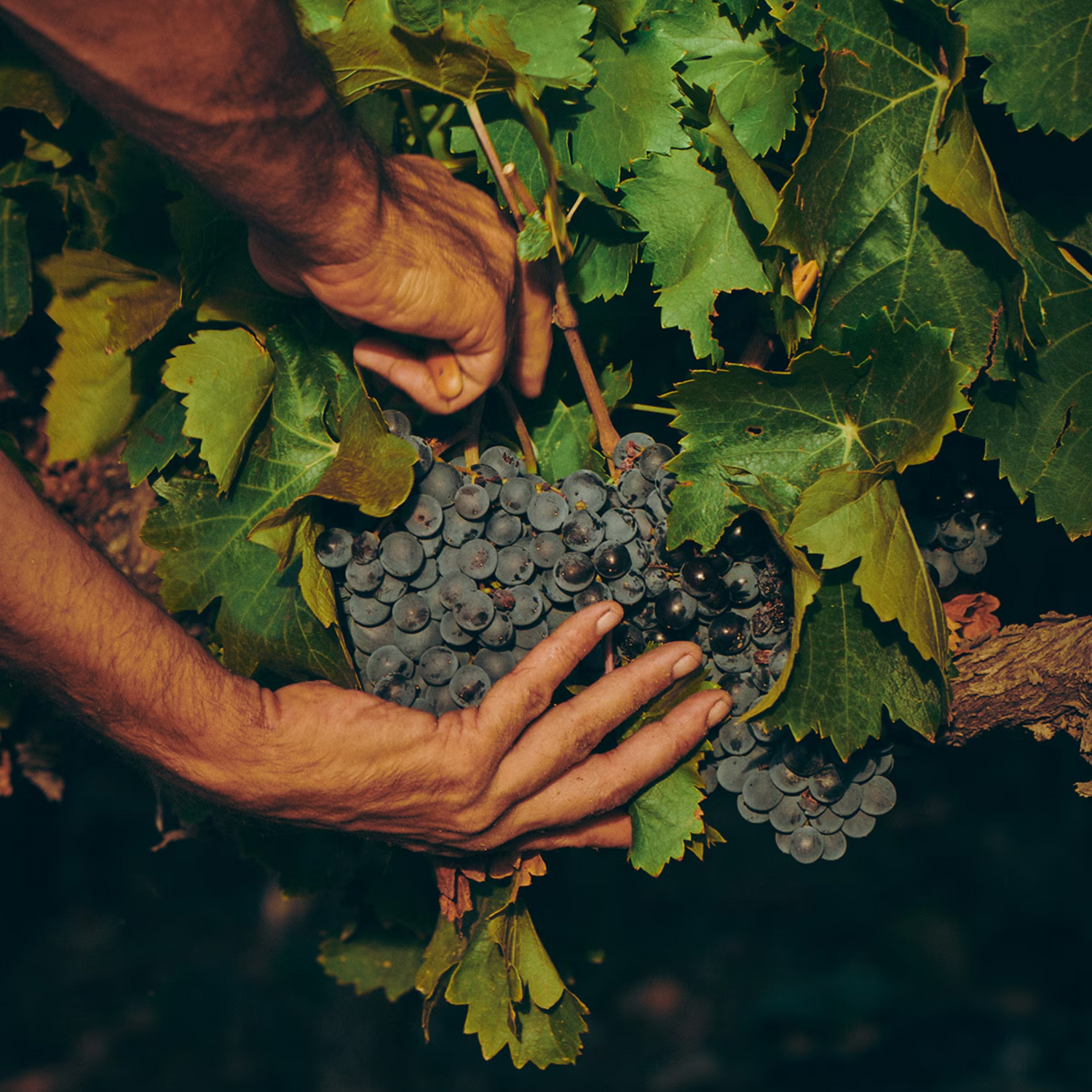 Normanby Fine Wines