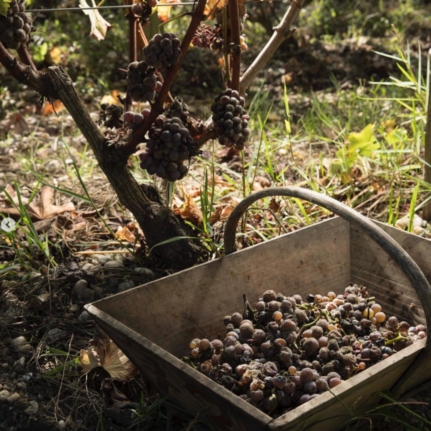 Normanby Fine Wines