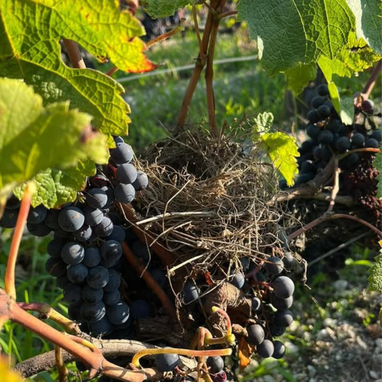 Normanby Fine Wines
