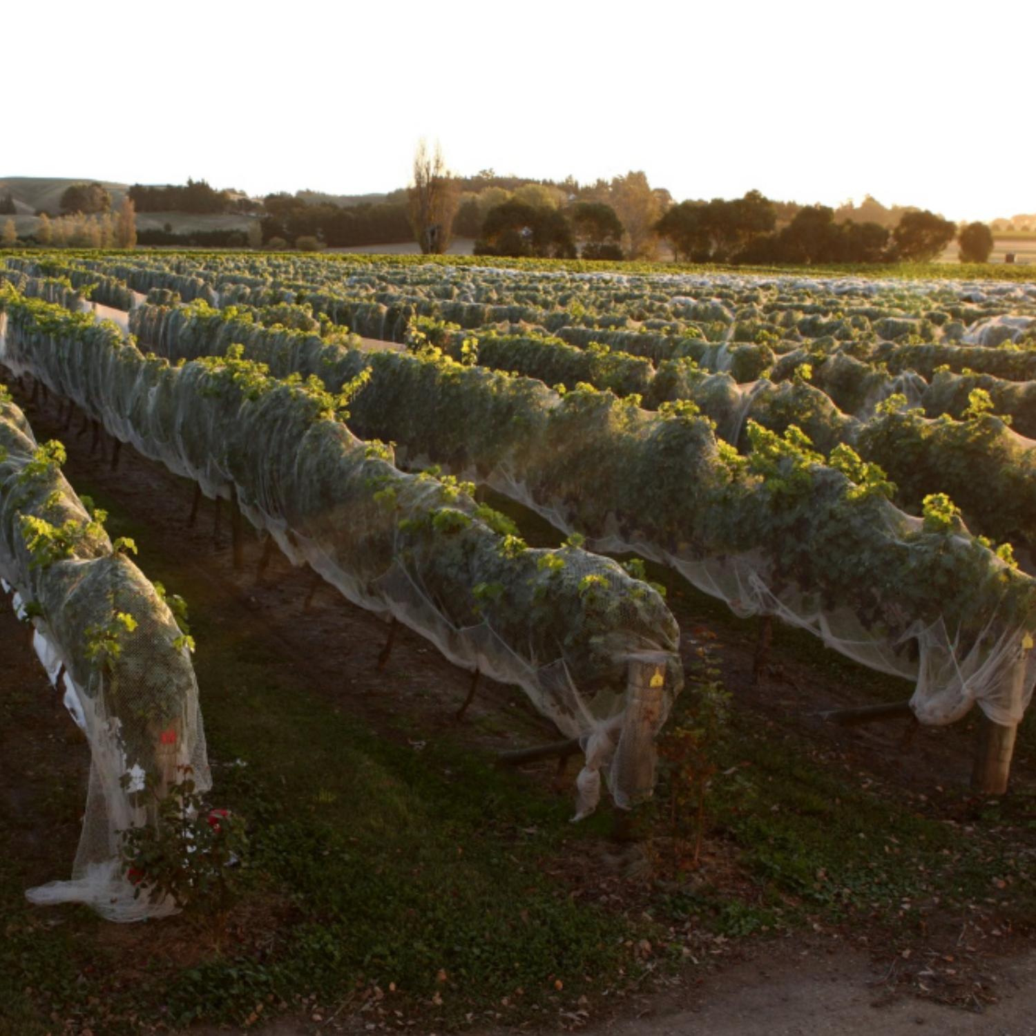 Normanby Fine Wines