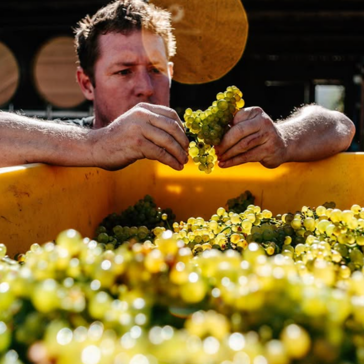 Normanby Fine Wines