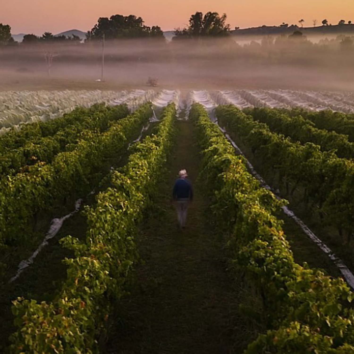 Normanby Fine Wines