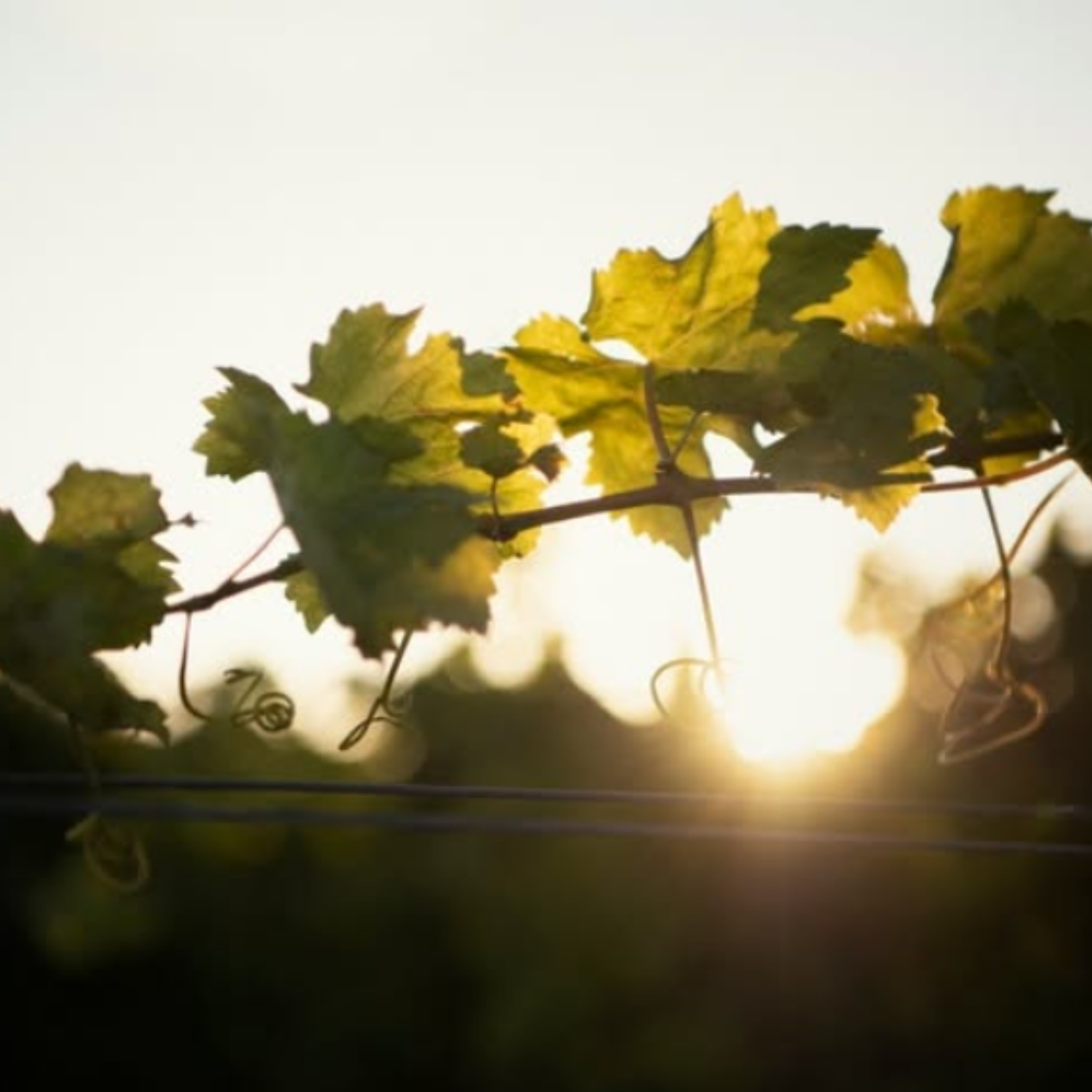 Normanby Fine Wines