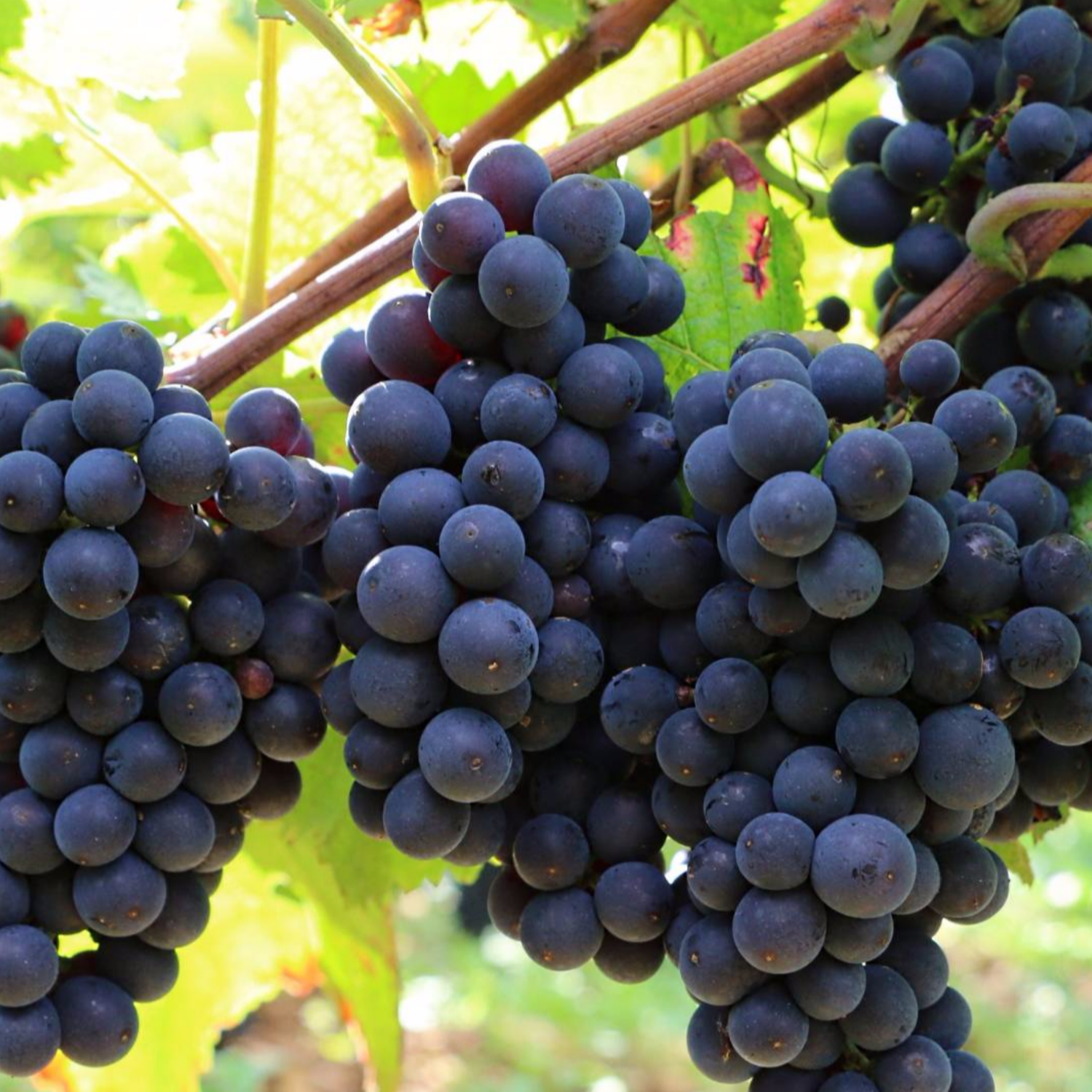 Normanby Fine Wines
