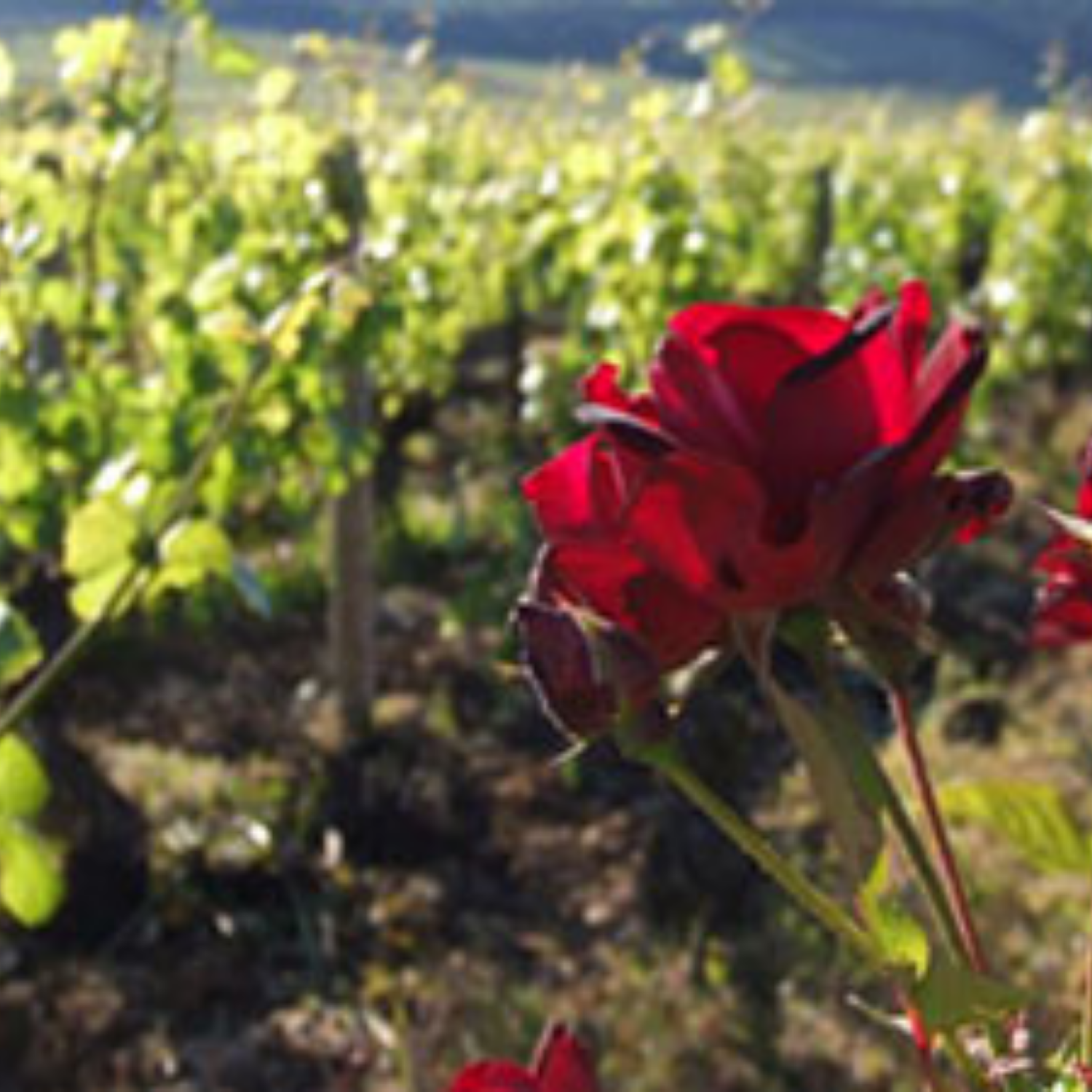 Normanby Fine Wines