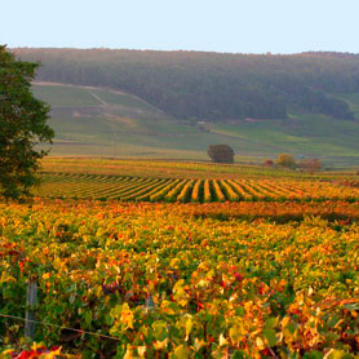 Normanby Fine Wines