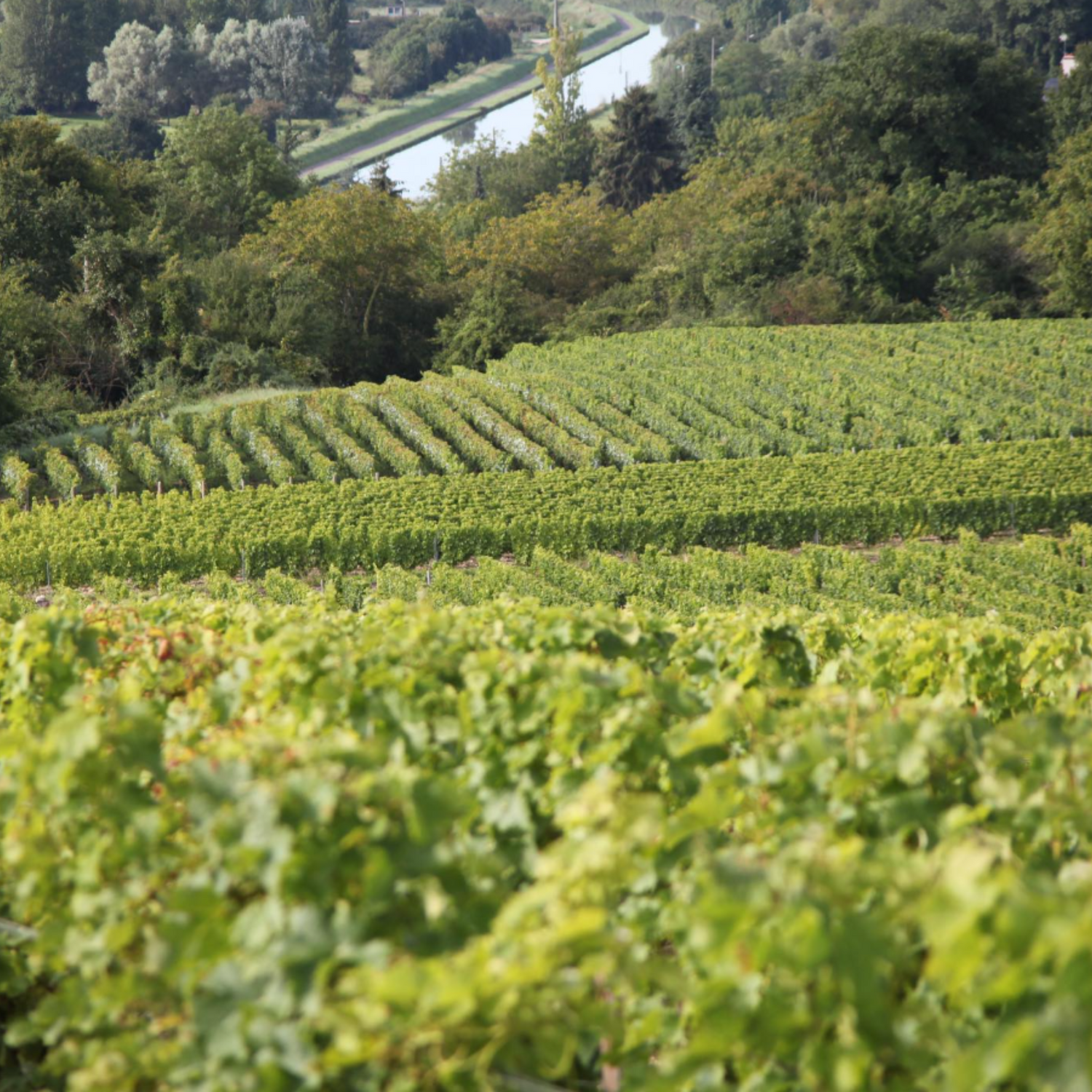Normanby Fine Wines
