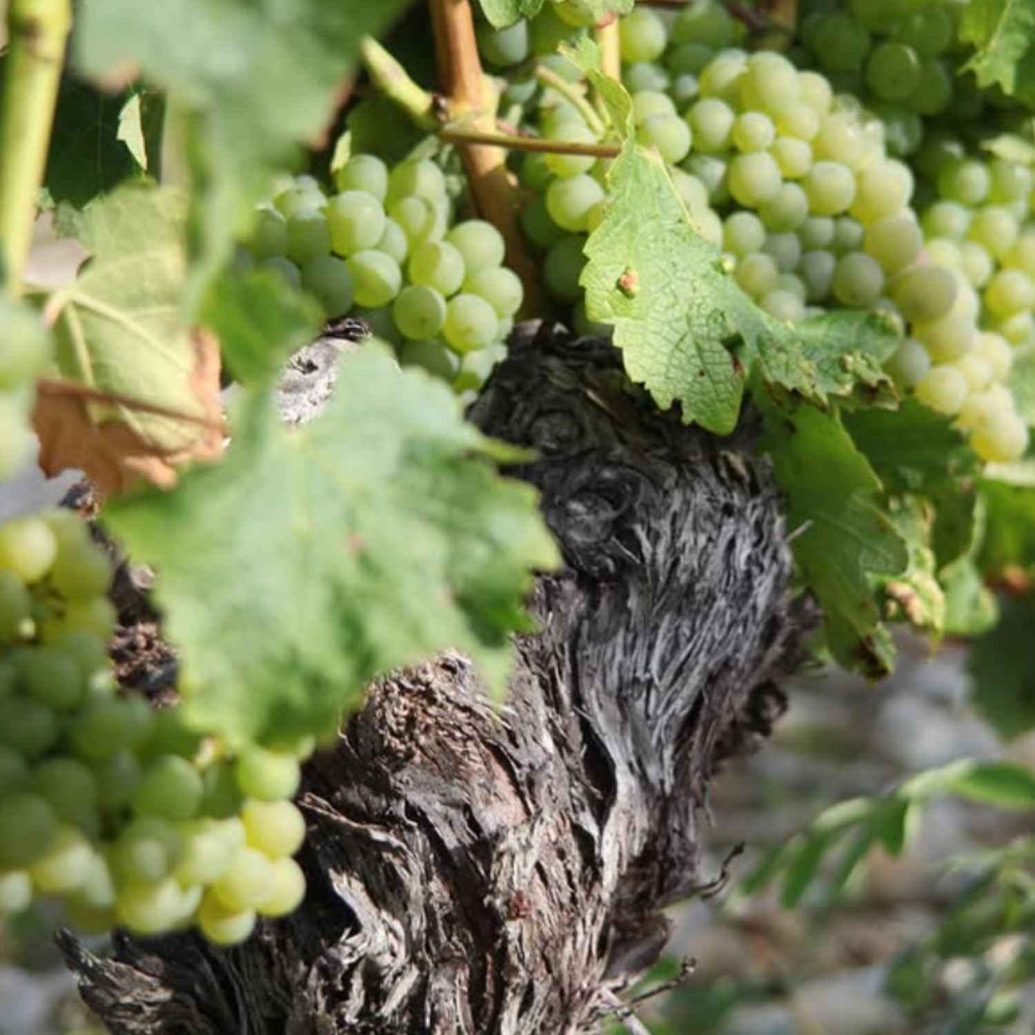 Normanby Fine Wines