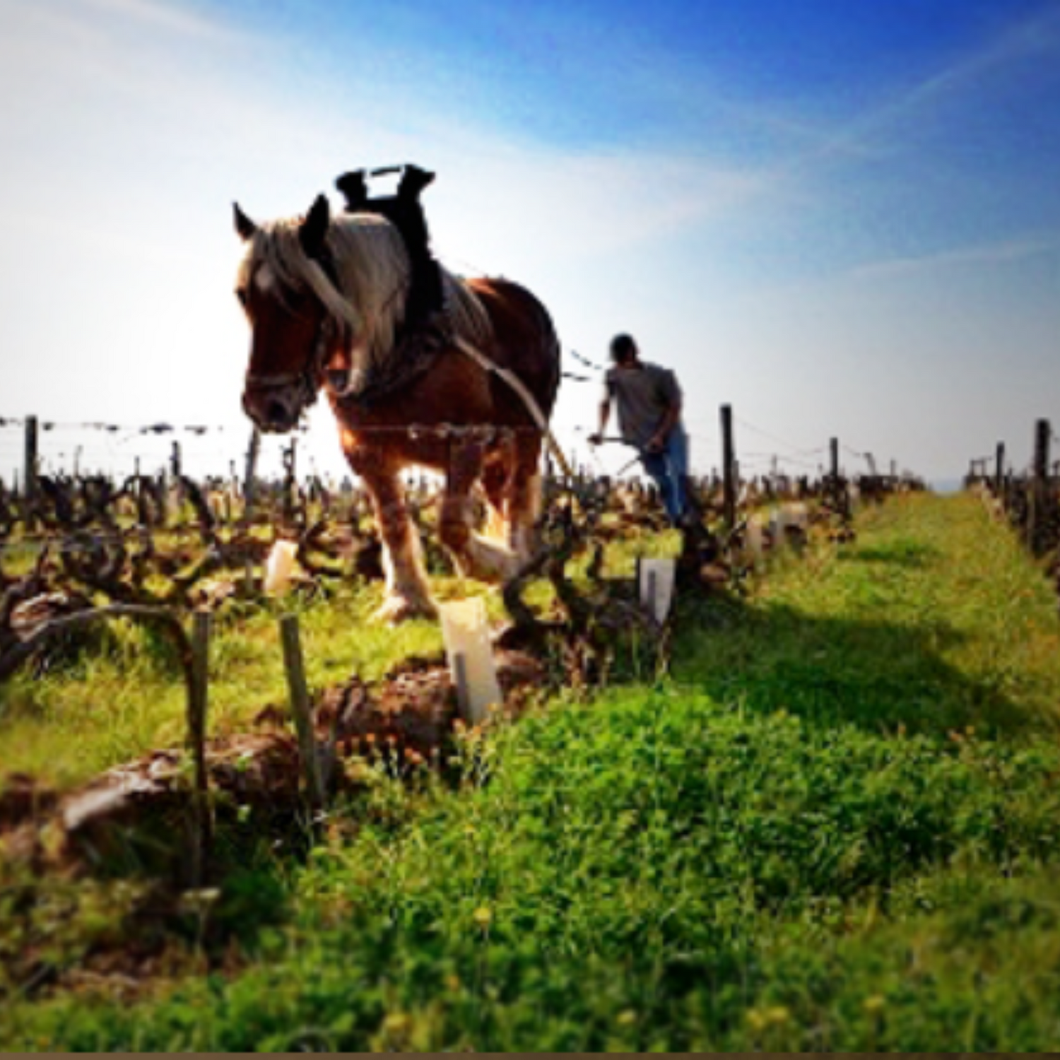 Normanby Fine Wines
