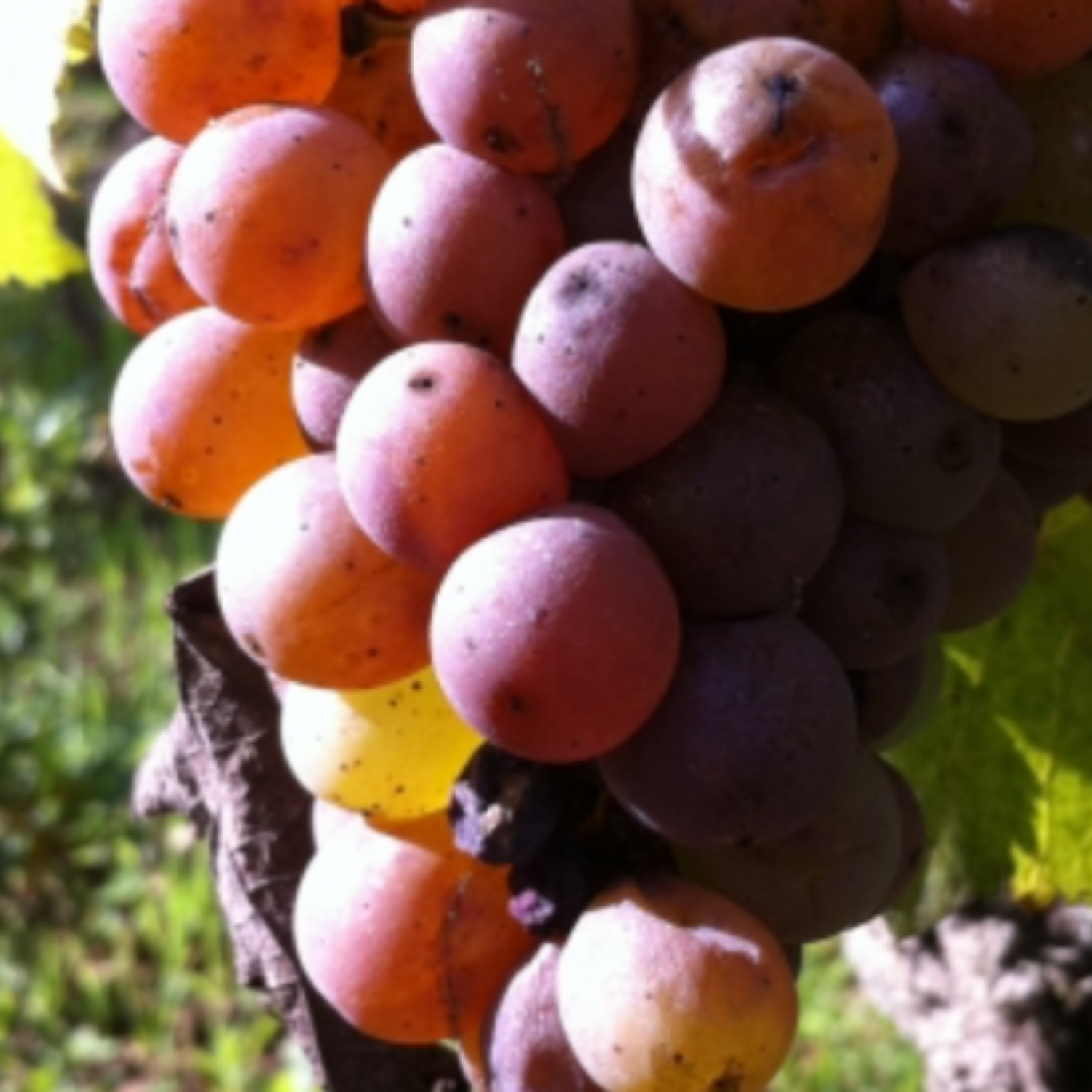 Normanby Fine Wines