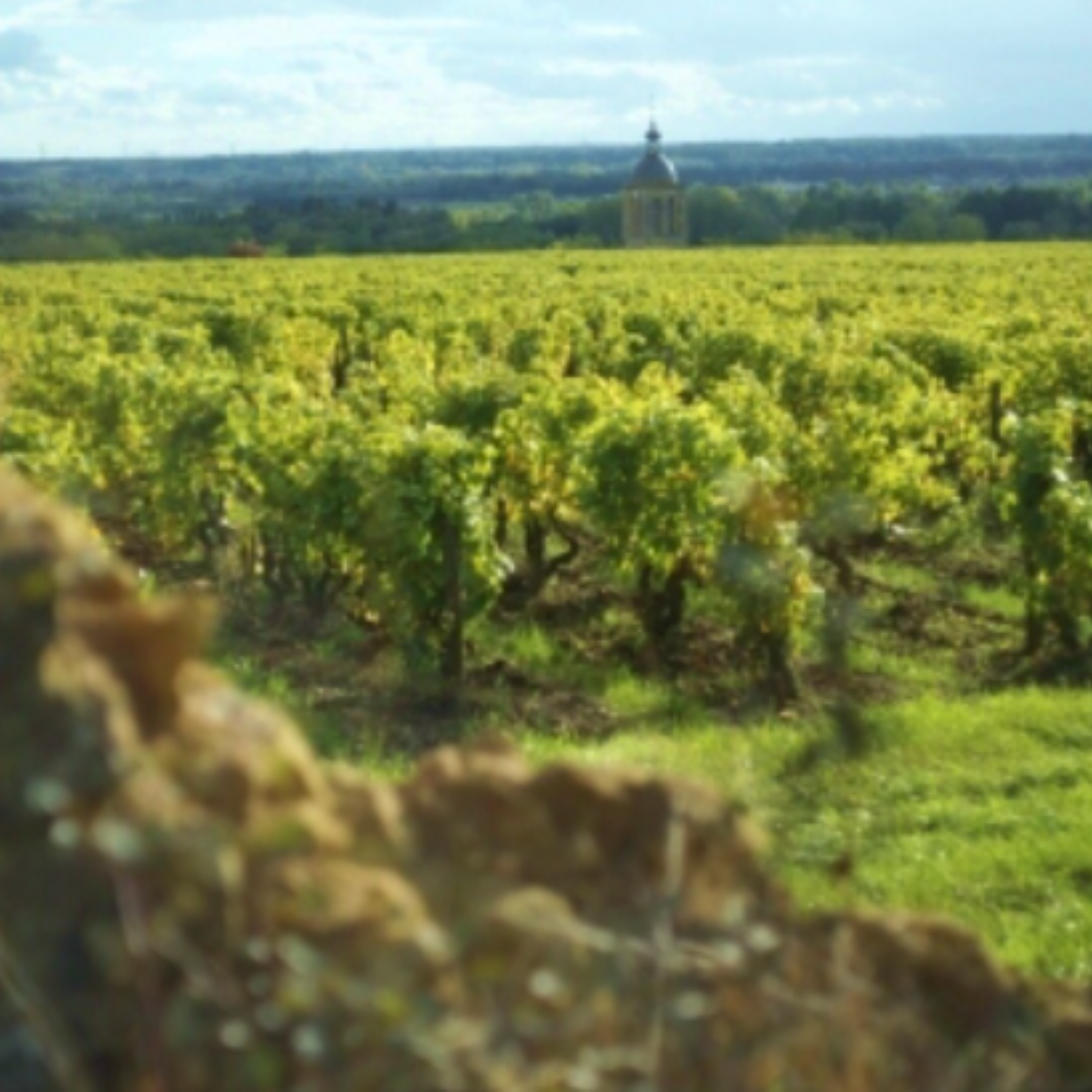 Normanby Fine Wines
