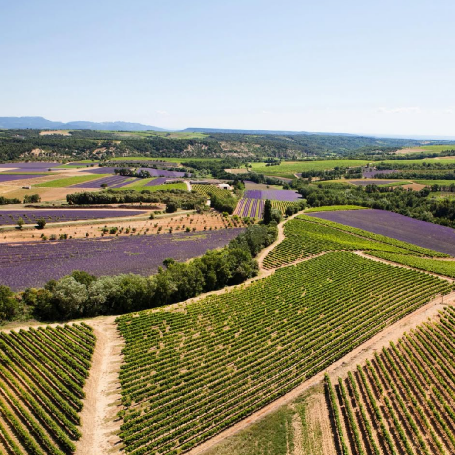 Normanby Fine Wines