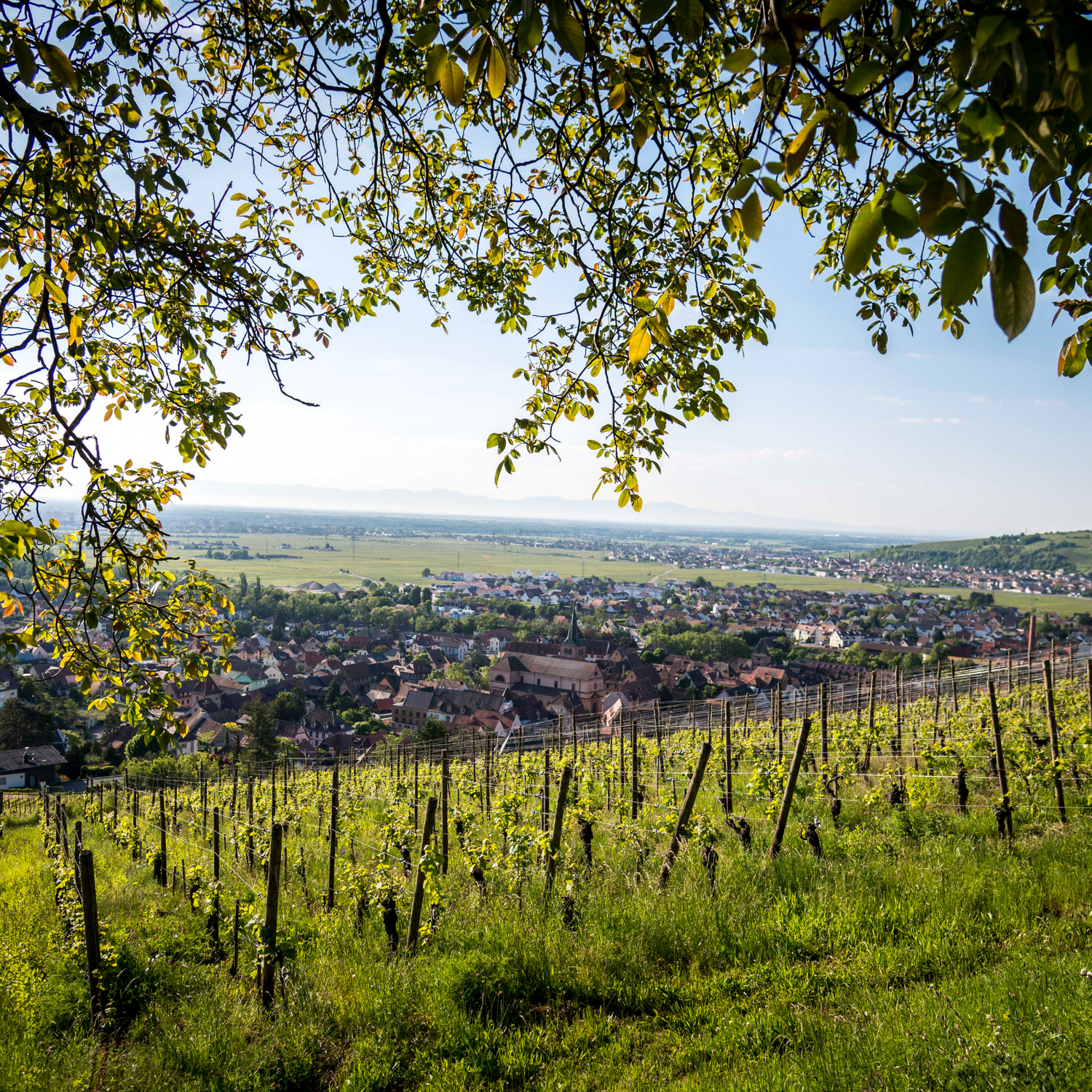 Normanby Fine Wines