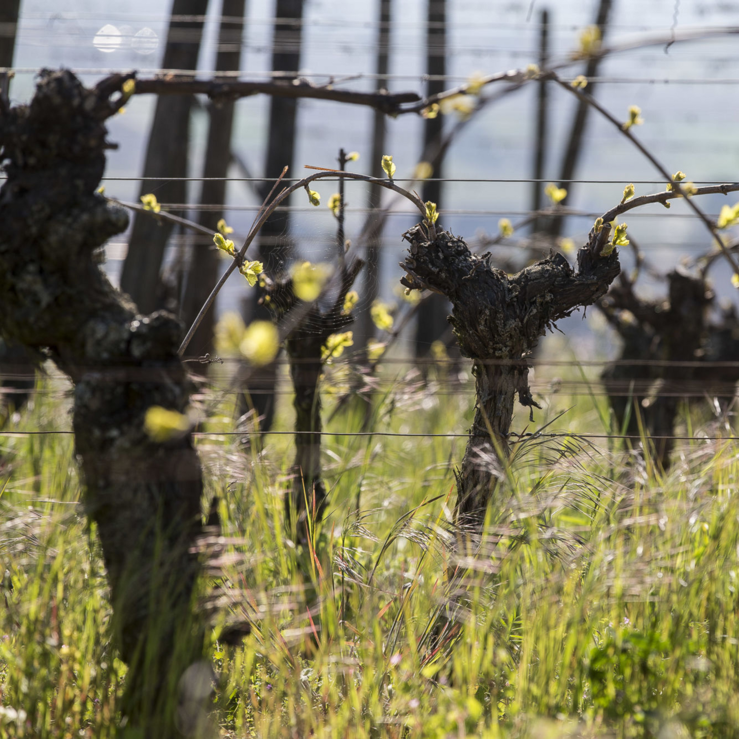 Normanby Fine Wines