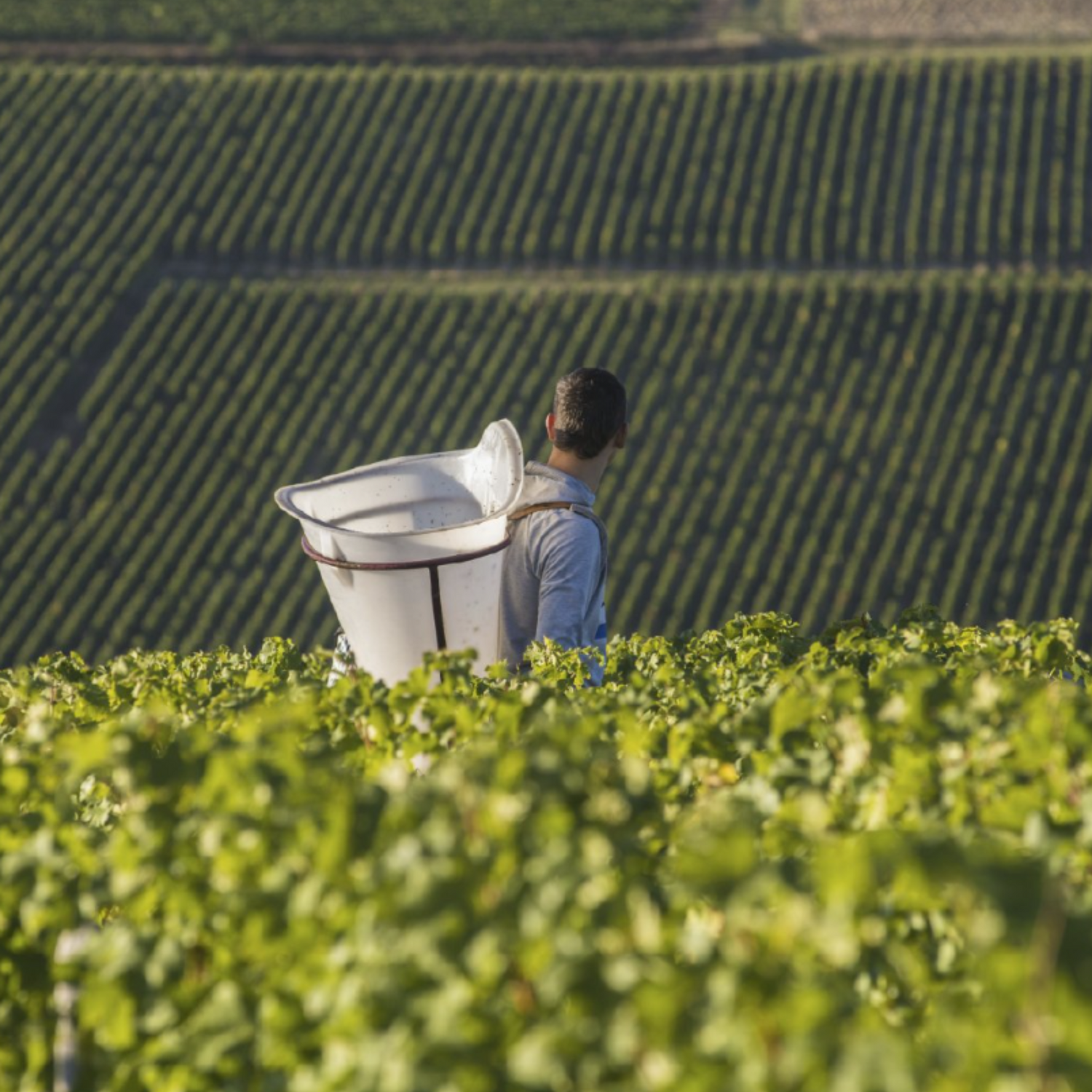 Normanby Fine Wines