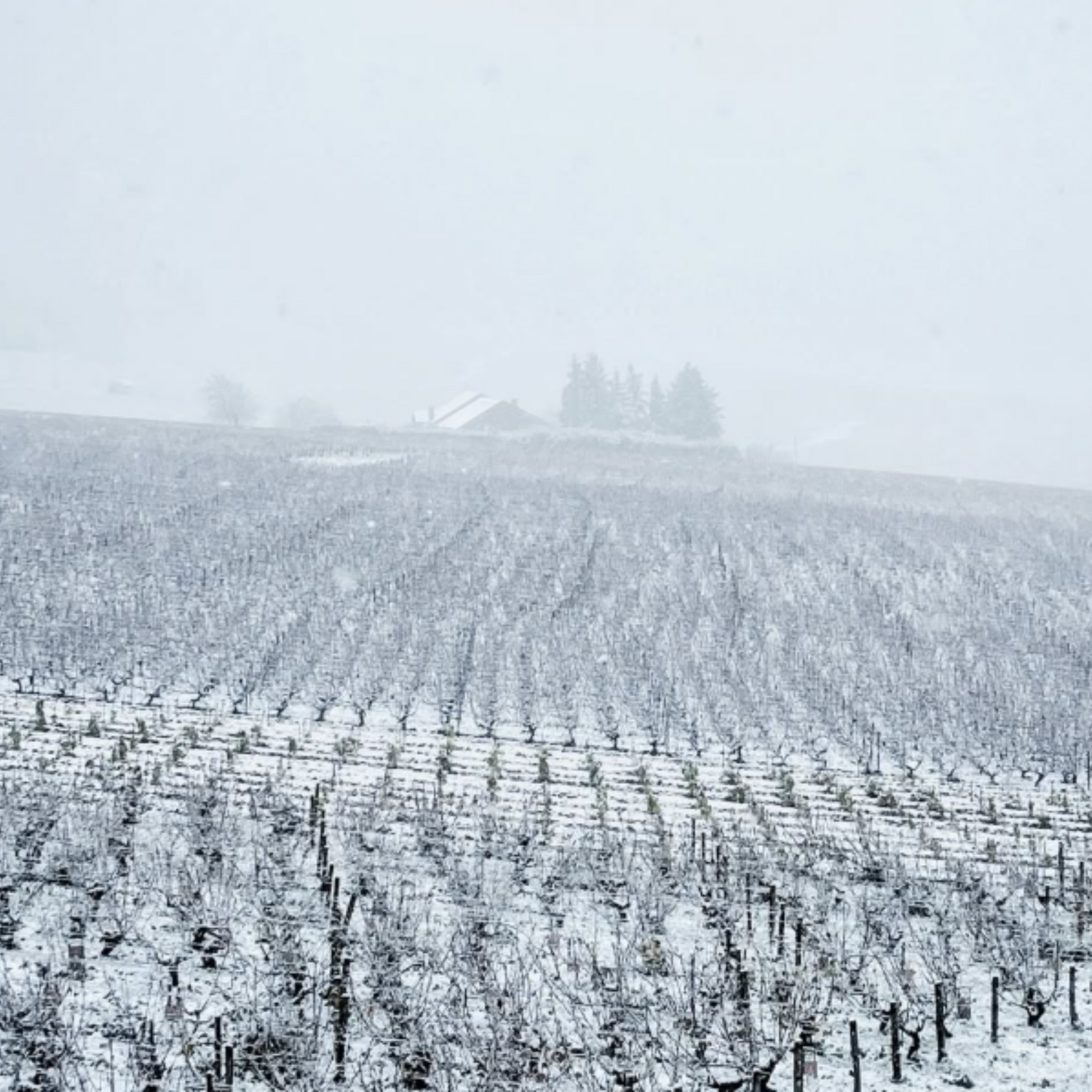 Normanby Fine Wines