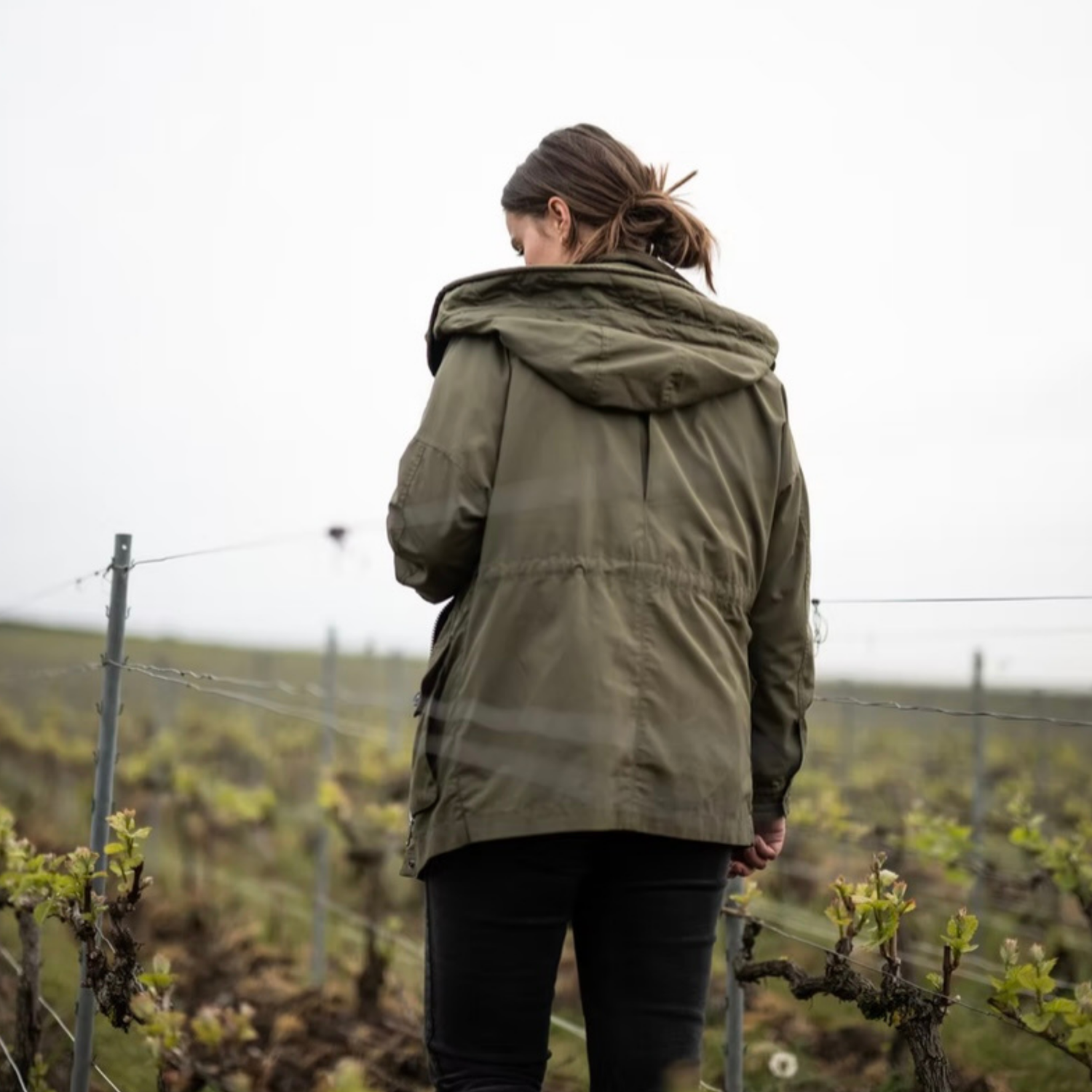 Normanby Fine Wines