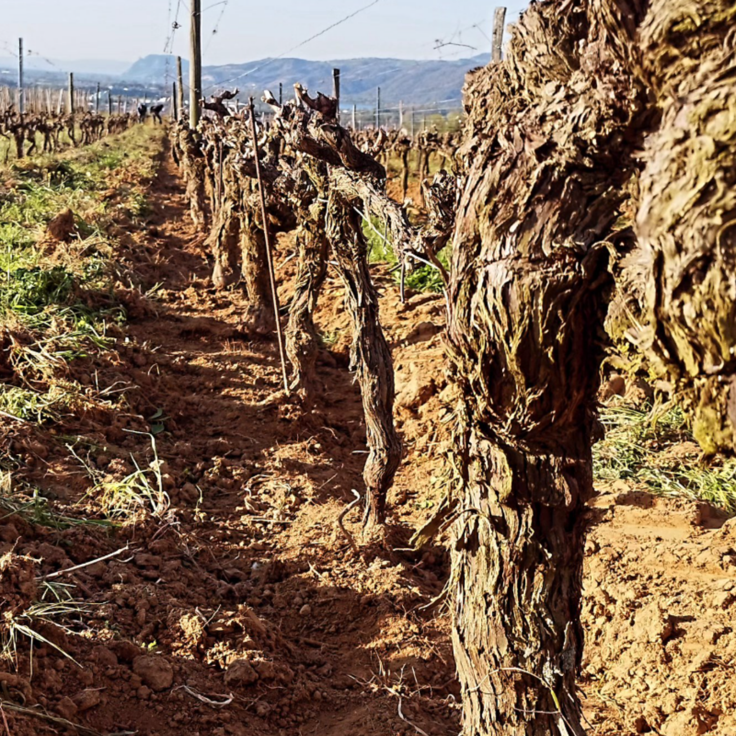Normanby Fine Wines